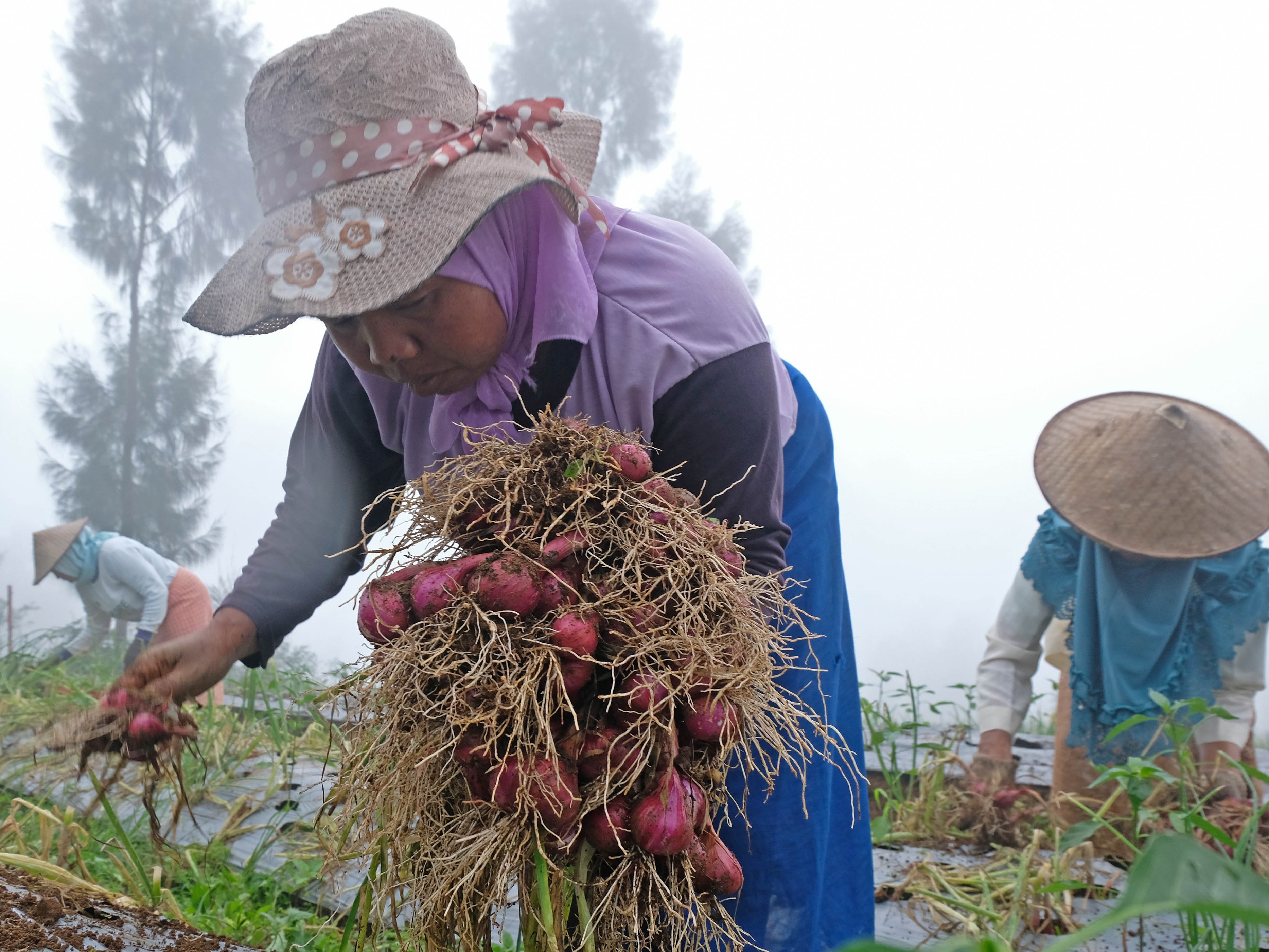 Petani memanen bawang merah saat panen raya di kawasan food estate lereng Gunung Sindoro Desa Bansari, Temanggung, Jawa Tengah.