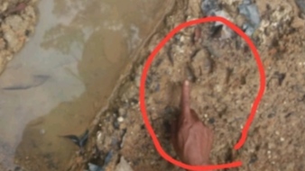 Temuan jejak harimau di Kabupaten Humbang Hasundutan (Humbahas), Sumatra Utara.