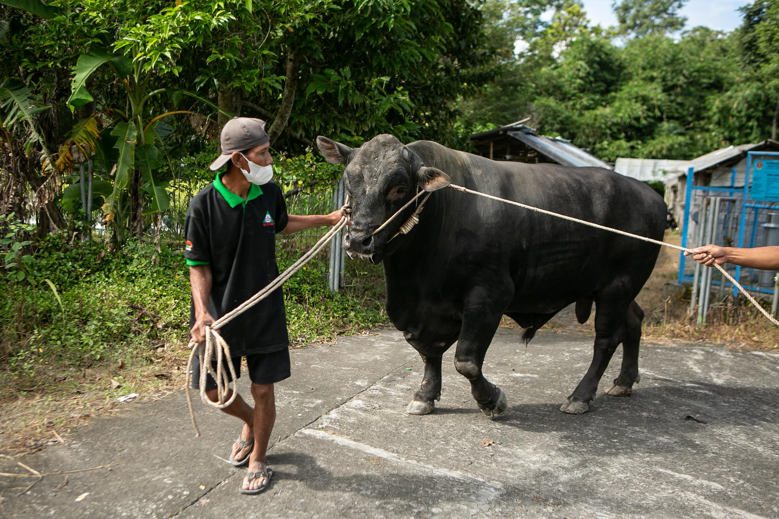 Warga membawa sapi yang dibeli Presiden Jokowi untuk kurban Idul Adha.