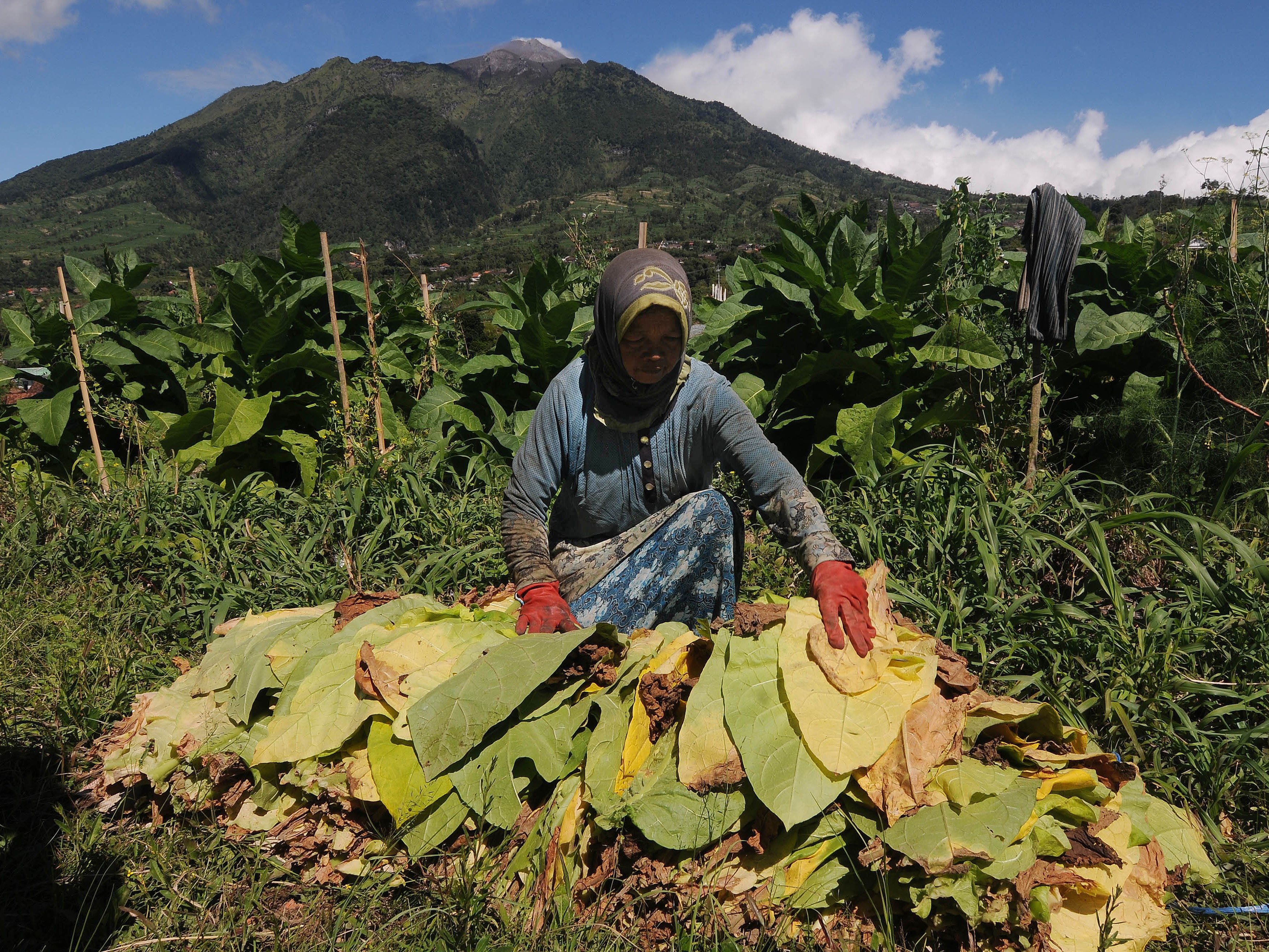 Petani menata hasil panen daun tembakau di lahan pertanian Genting, Cepogo, Boyolali, Jawa Tengah, Sabtu (9/7).