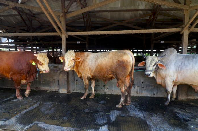 Jelang Iduladha 2022, Harga Bahan Pokok di Kota Depok Melambung Tinggi