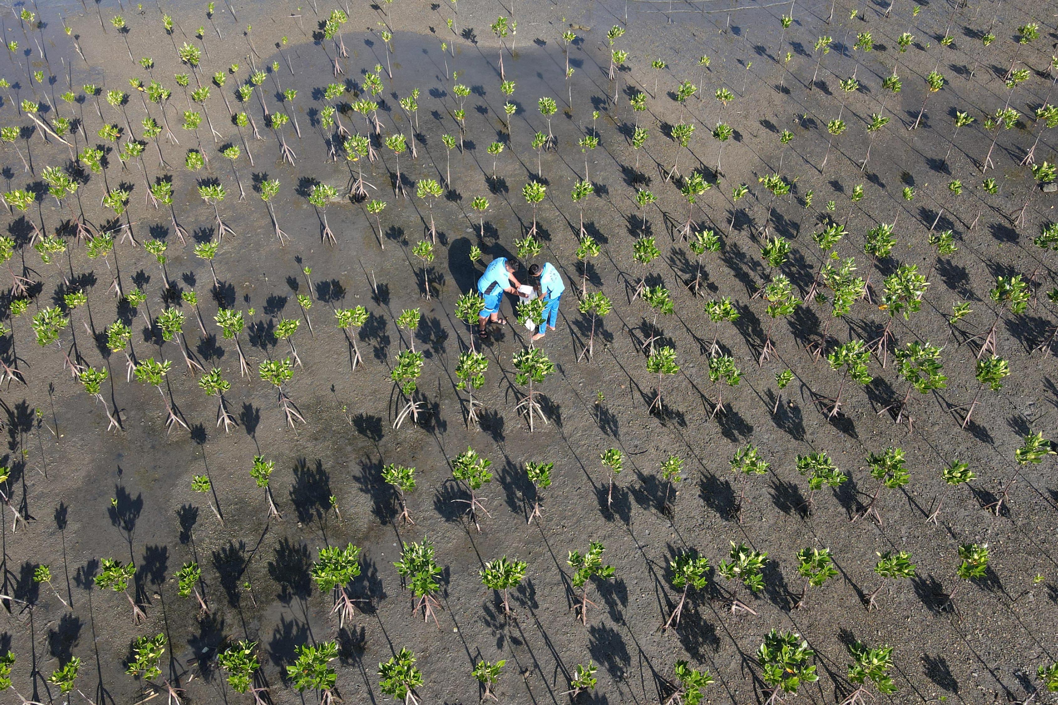 Foto udara warga memungut sampah plastik di area konservasi tanaman mangrove.