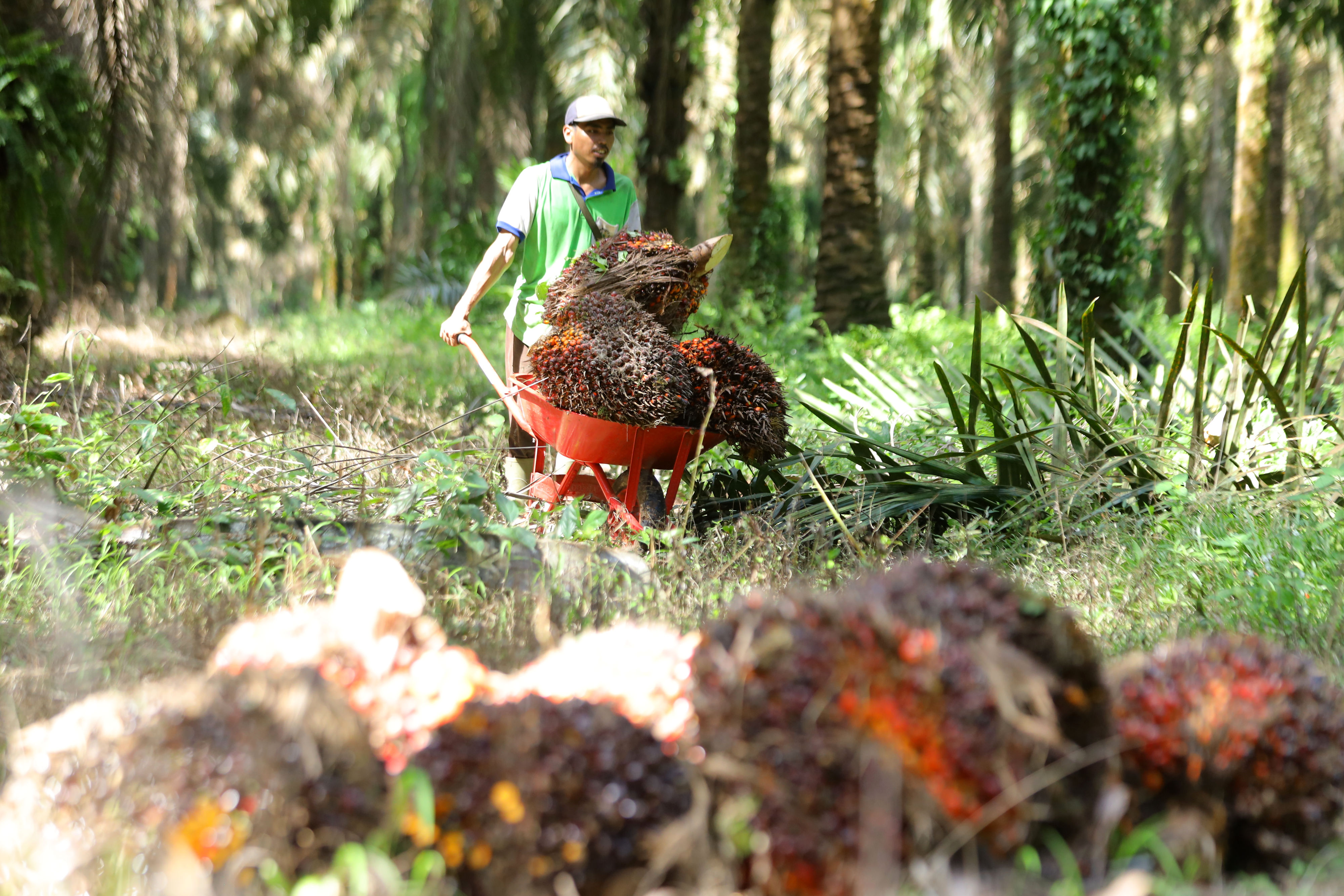 Petani mengumpulkan buah kelapa sawit hasil panen di area perkebunan.