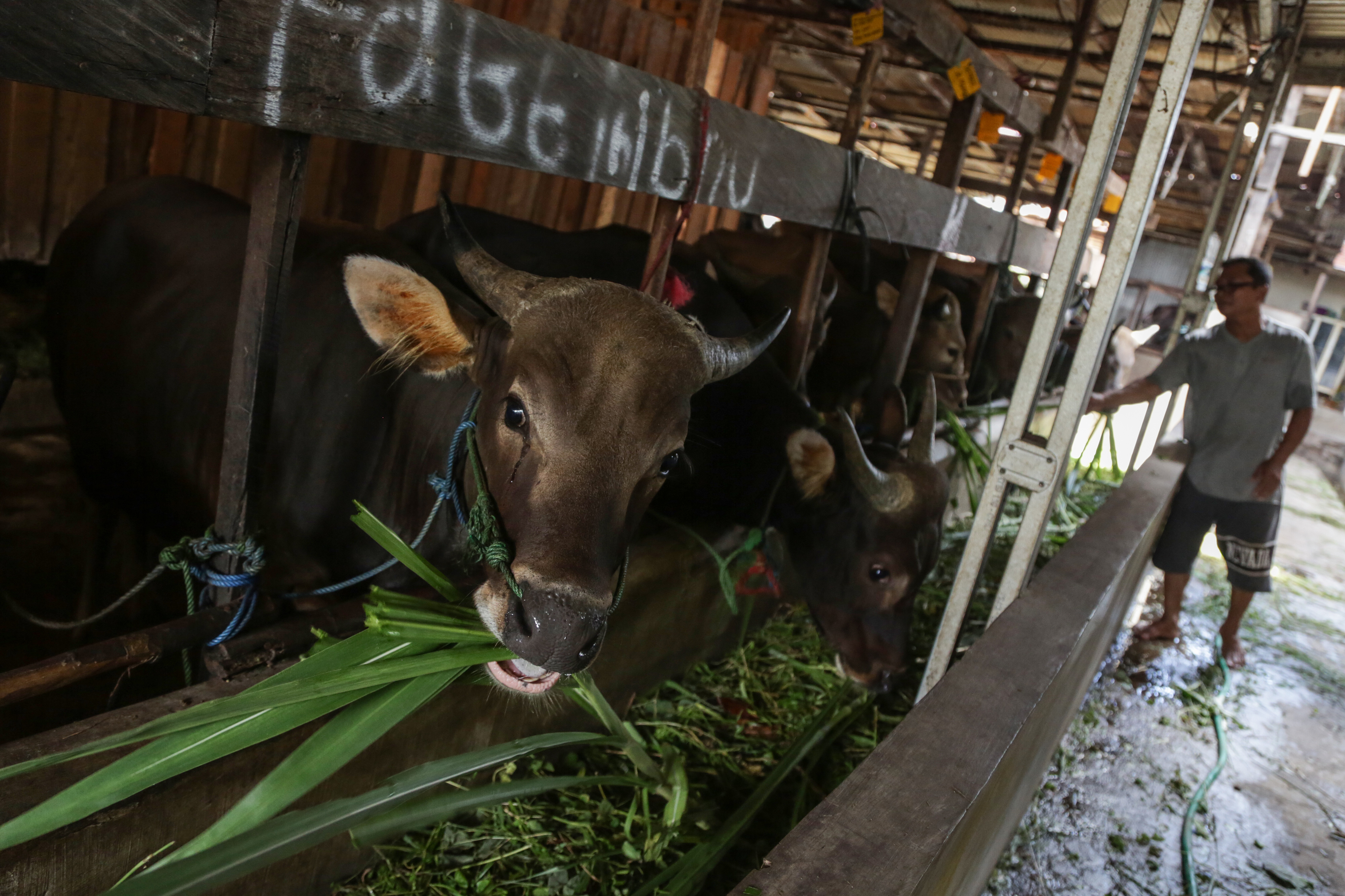  Peternak memberi pakan rumput untuk sapi kurban di kawasan Jalan George Obos, Palangka Raya, Kalimantan Tengah, Jumat (1/7/2022).