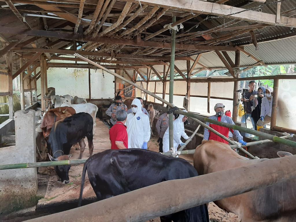 Vaksinasi hewan ternak terkait pneyakit mulut dan kuku