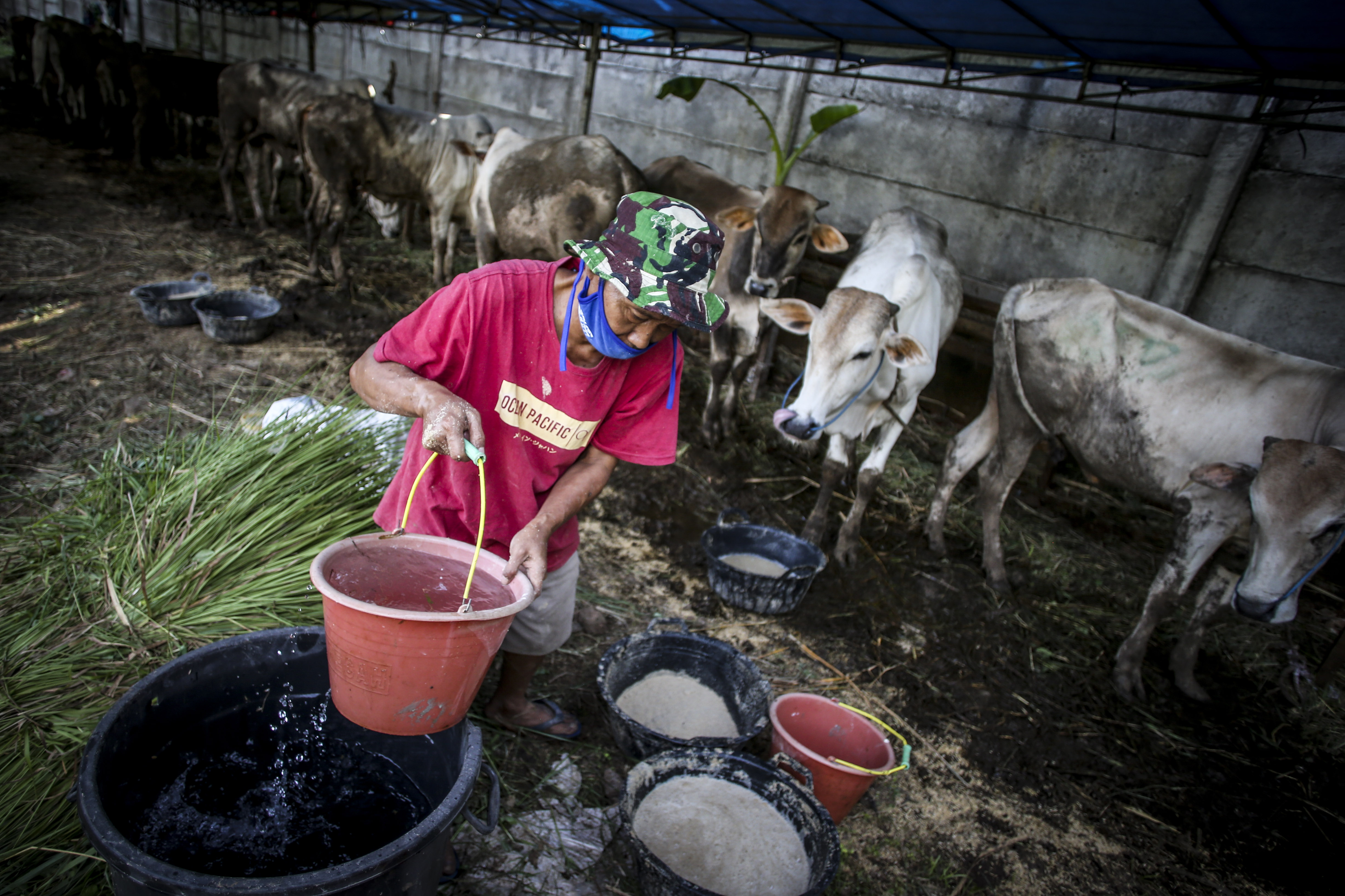 Pedagang sapi kurban di wilayah Tanah Kusir, Jakarta, membuat pakan.