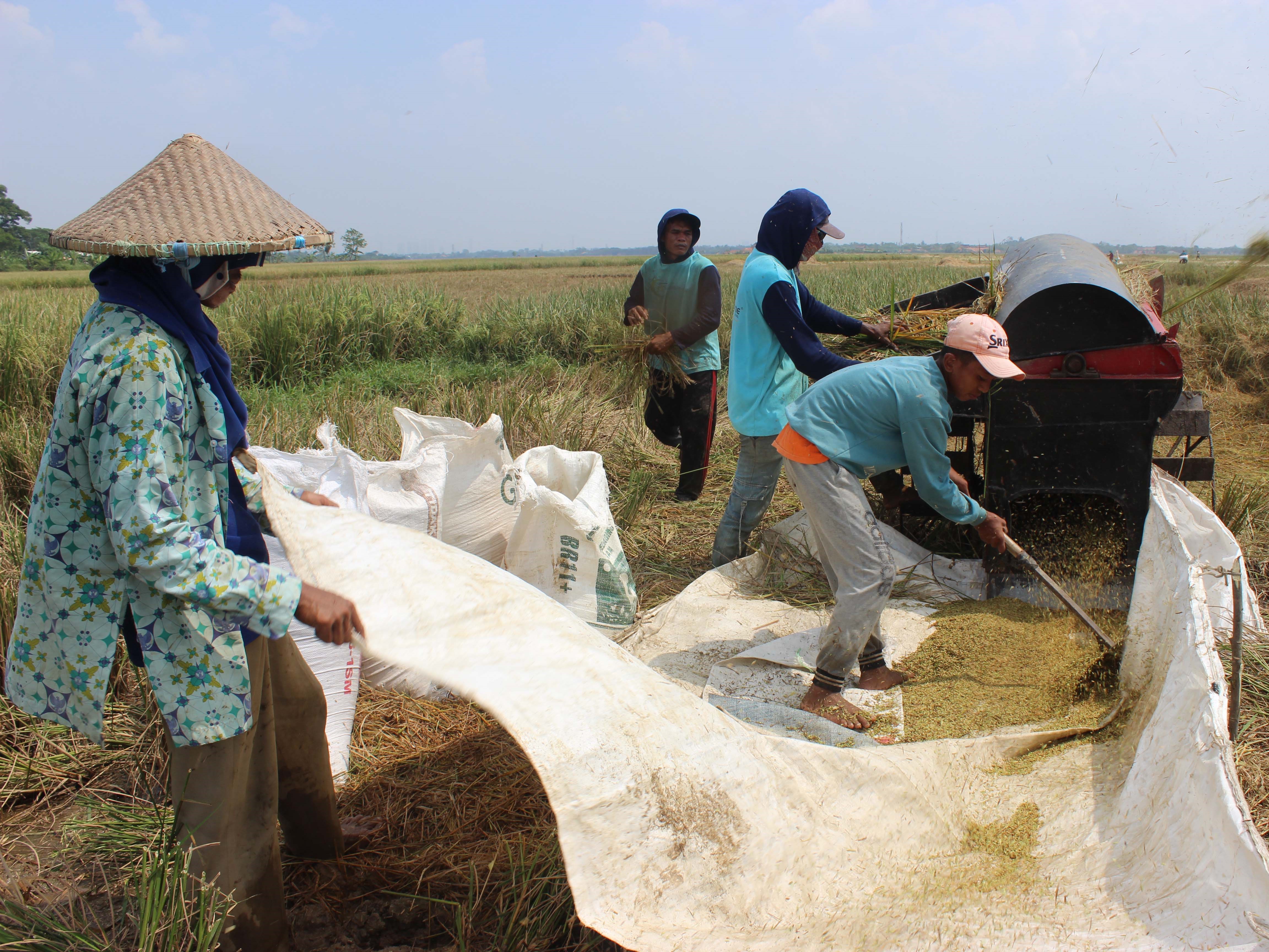 Petani merontokkan padi di areal persawahan di Bekasi, Jawa Barat, Senin (18/7/2022).