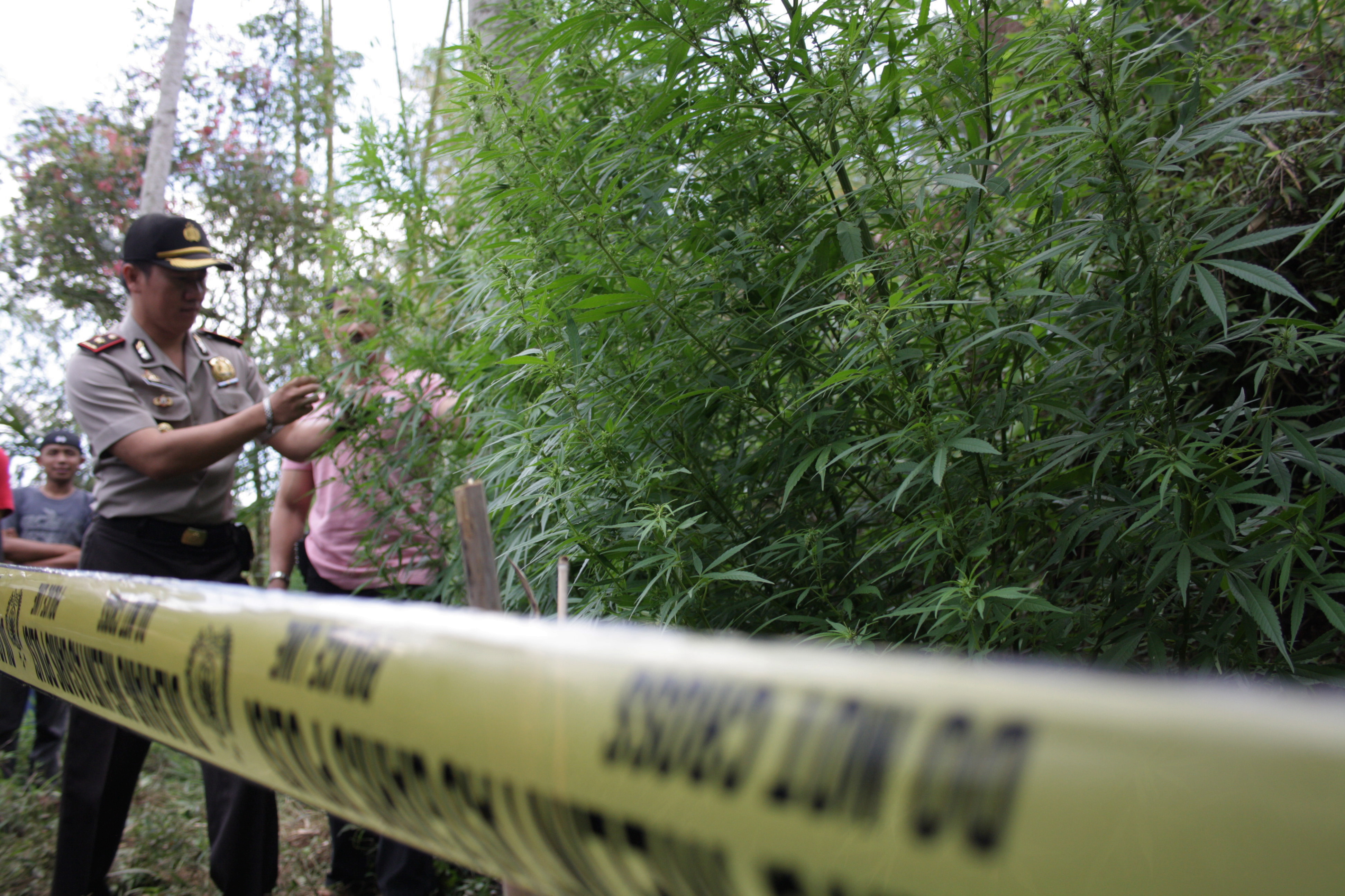 Ladang ganja di sekitar jurang, Kampung Sukande, Desa Margawati, Kecamatan Garut Kota, Kabupaten Garut, Jawa Barat