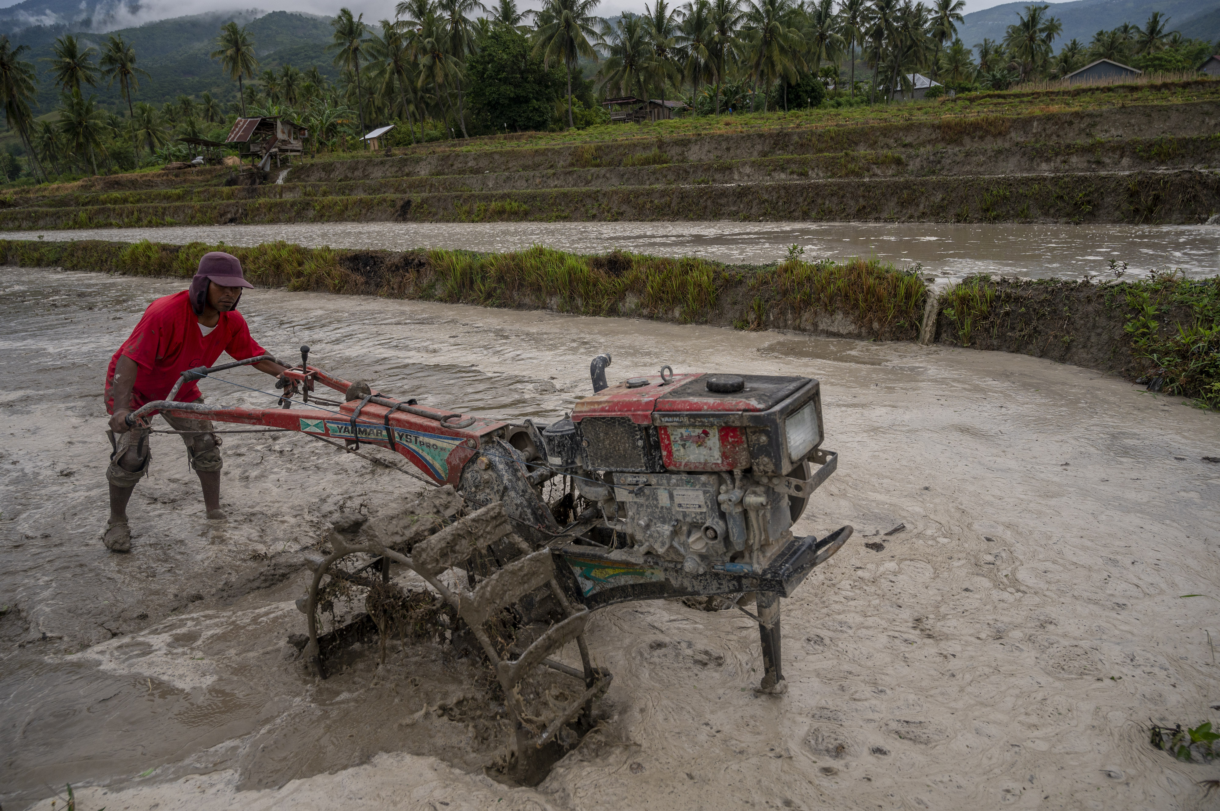  Ilusrtasi. Seorang petani tengah mengolah sawahnya dengan traktor tangan di Desa Porame, Sigi, Sulawesi Tengah, Kamis (7/7)