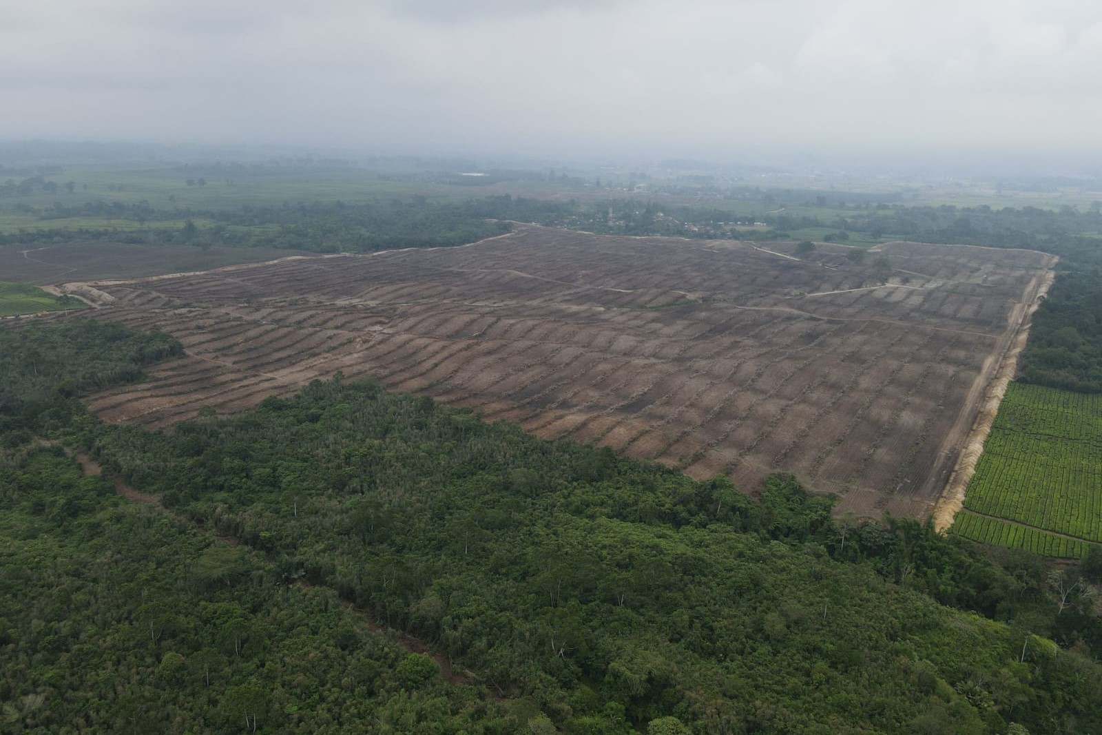 Kebun teh Bah Butong.