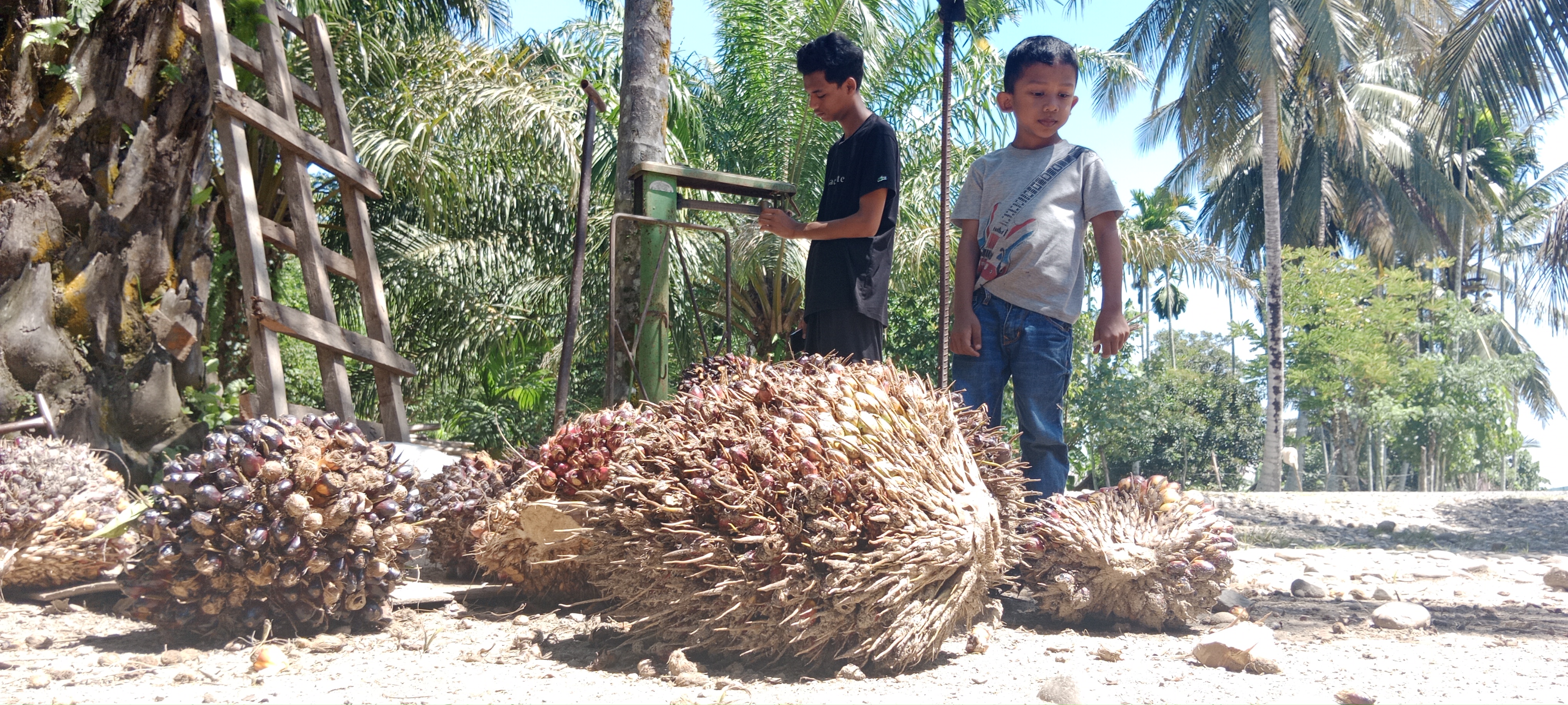 Warga sedang menimbang sawit tandan buah segar di Desa Mesjid, Kemukiman Pirak, Kecamatan Matangkuli, Kabupaten Aceh Utara, Aceh.