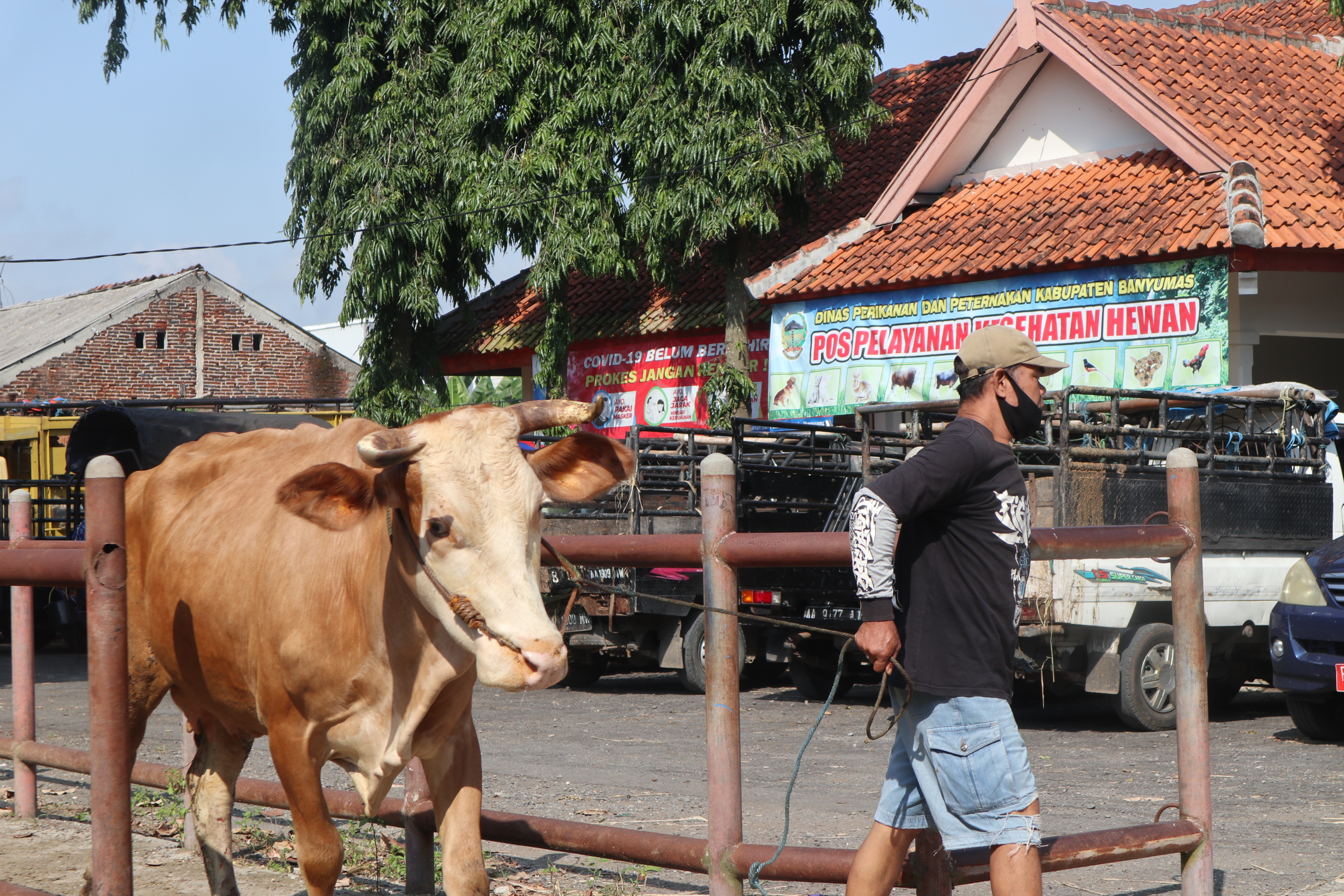 Pedagang membawa ternak sapinya masuk Pasar Hewan