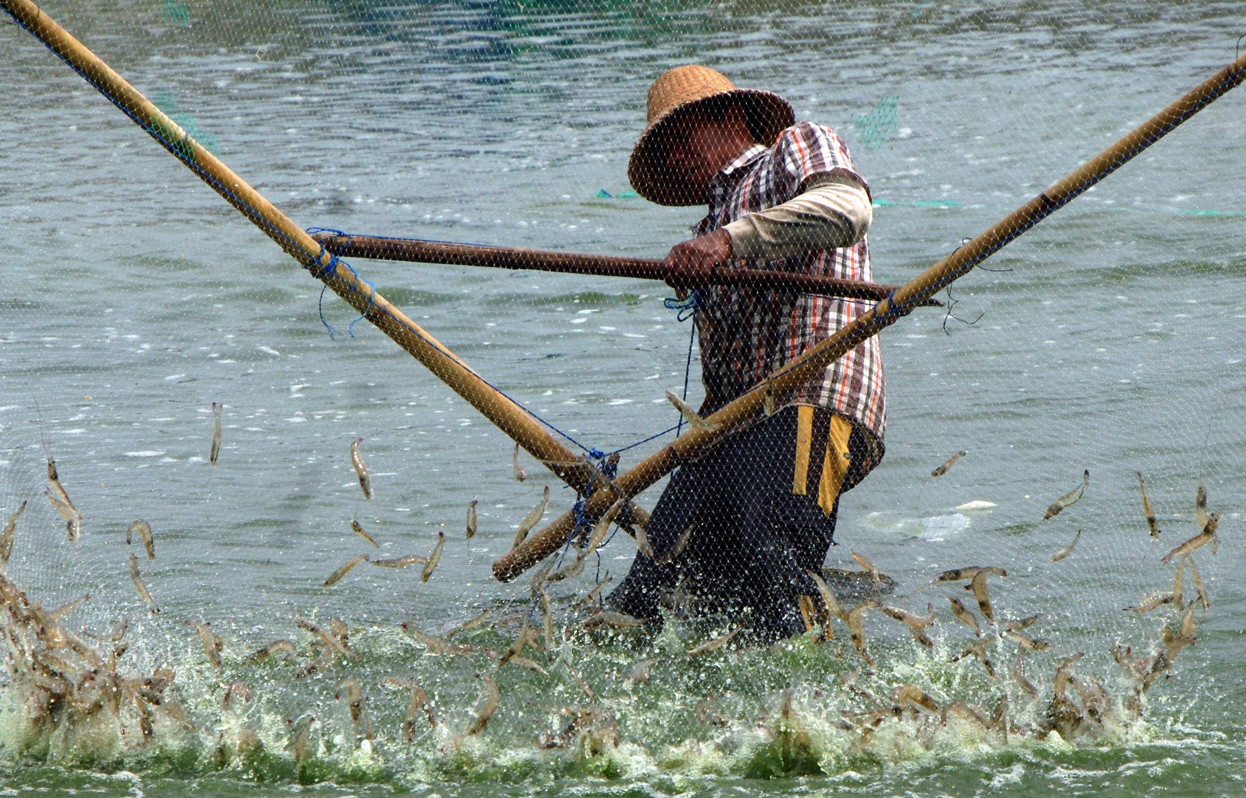 Petambak memanen udang vename di wilayah Pamekasan, Jawa Timur.