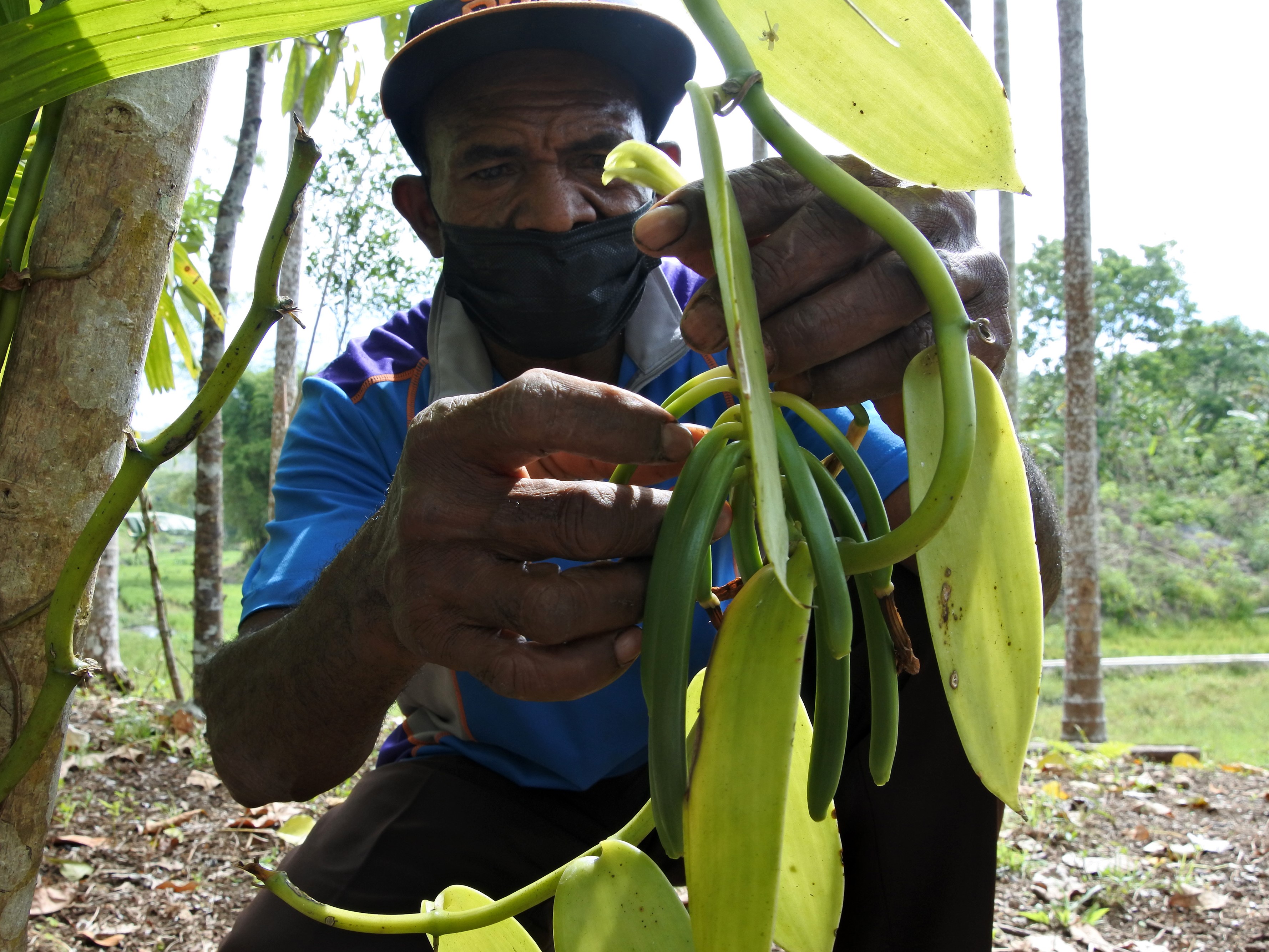 Petani vanili membudidayakan tanaman vanili di Apui, Kecamatan Alor Selatan, Kabupaten Alor, NTT, Senin (20/9/2021).