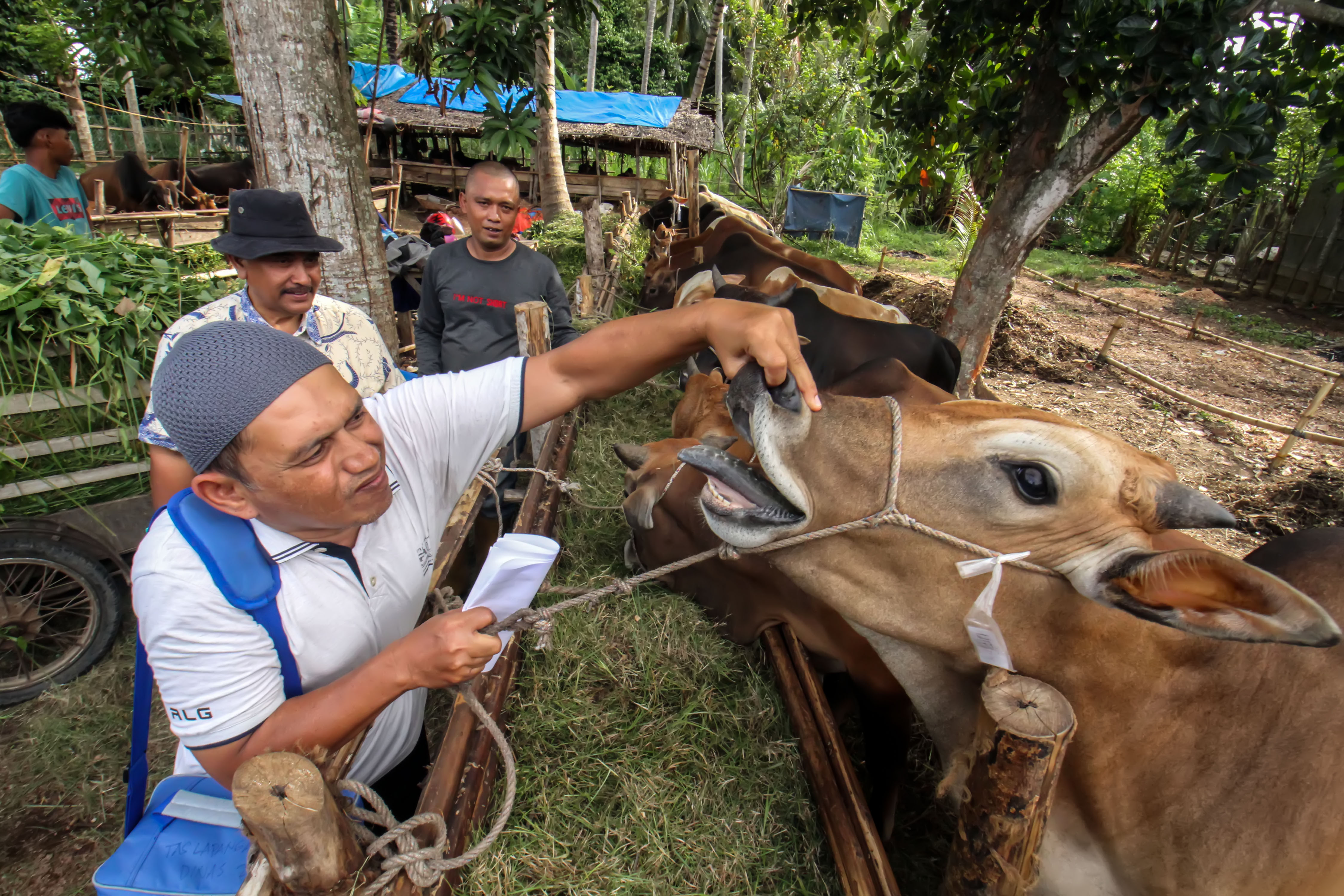 Petugas memeriksa kesehatan mulut hewan kurban di salah satu peternakan di Desa Bandar Masen, Lhokseumawe, Aceh, Kamis (30/6).