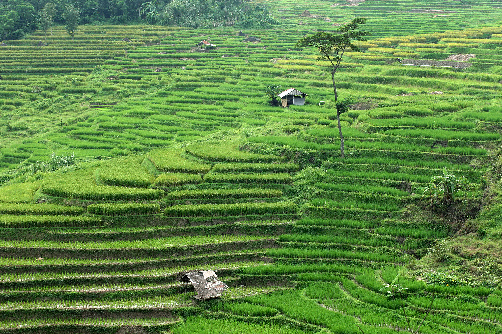Potret hamparan terasering persawahan berhias padi menghijau di kaki gunung.