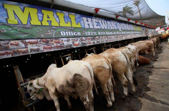 Sapi lokal dijajakan di Mal Hewan Qurban Haji Doni, Kelapa Dua, Depok, Jawa Barat, Minggu (12/7/2020).