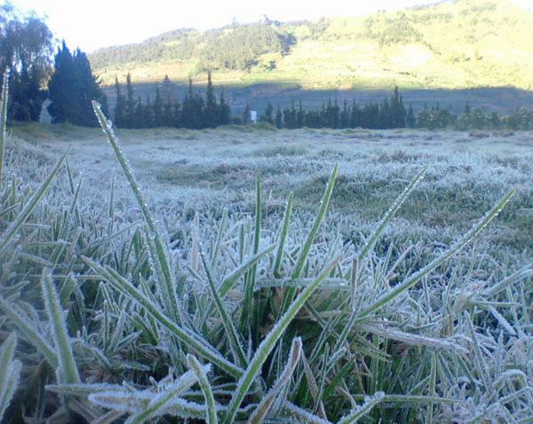 Embun yang berada di daun berubah menjadi es saat suhu udara berubah hingga di bawah 0 derajat di wilayah Pegunungan Dieng Wonosobo, Jawa Te