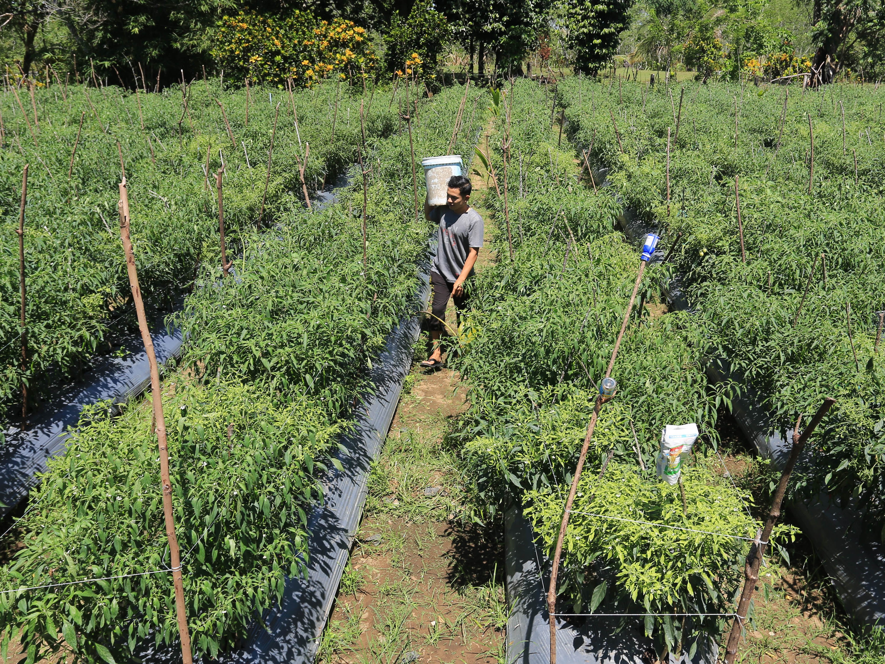Petani merawat tanaman cabai di kebun miliknya di Desa Alue Raya, Kecamatan Samatiga, Aceh Barat, Aceh, Minggu (7/8/2022).