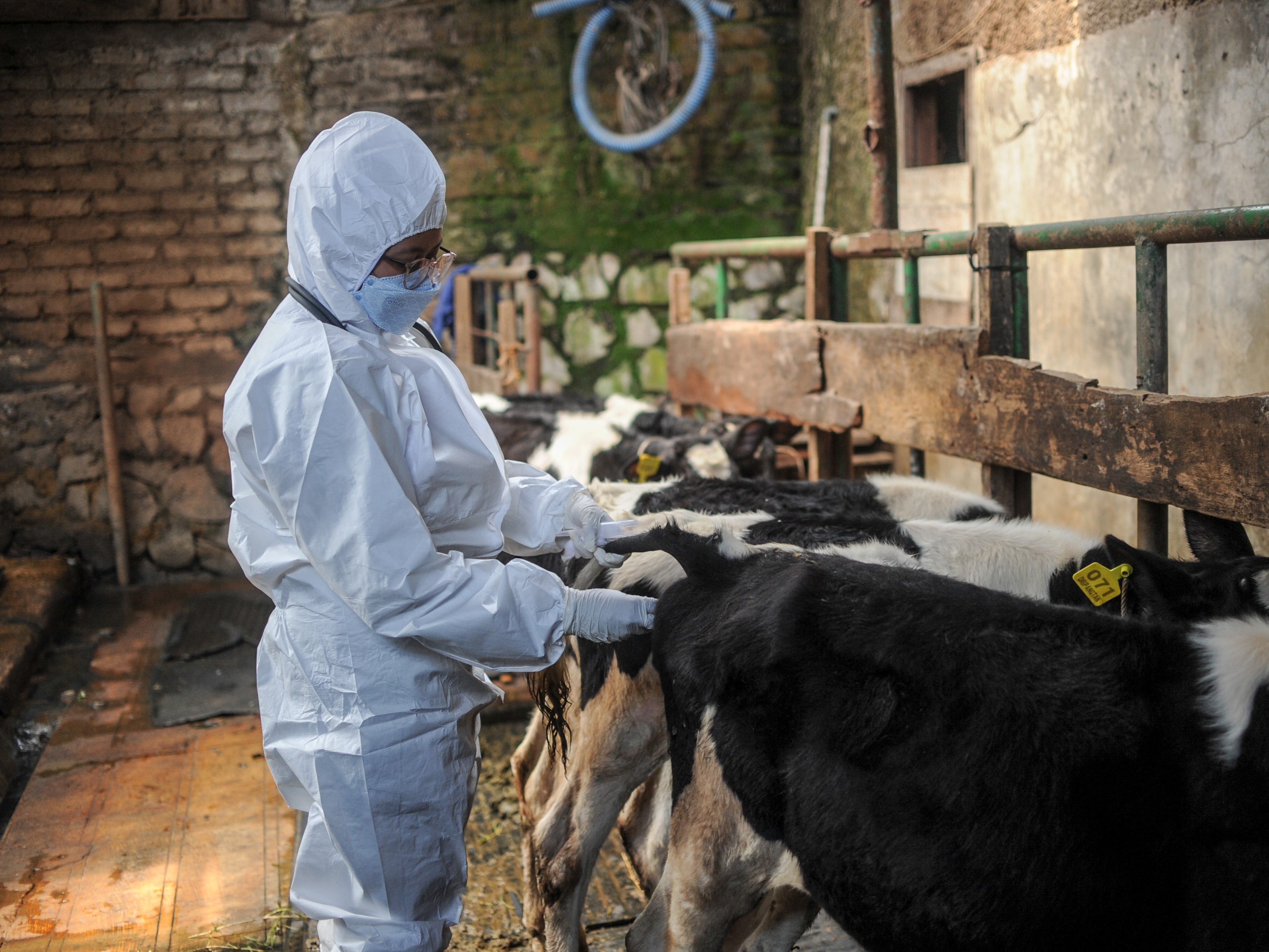 Dokter hewan memeriksa kesehatan sapi sebelum penyuntikkan vaksin penyakit mulut dan kuku (PMK) tahap kedua di Cicendo, Bandung, Jawa Barat.