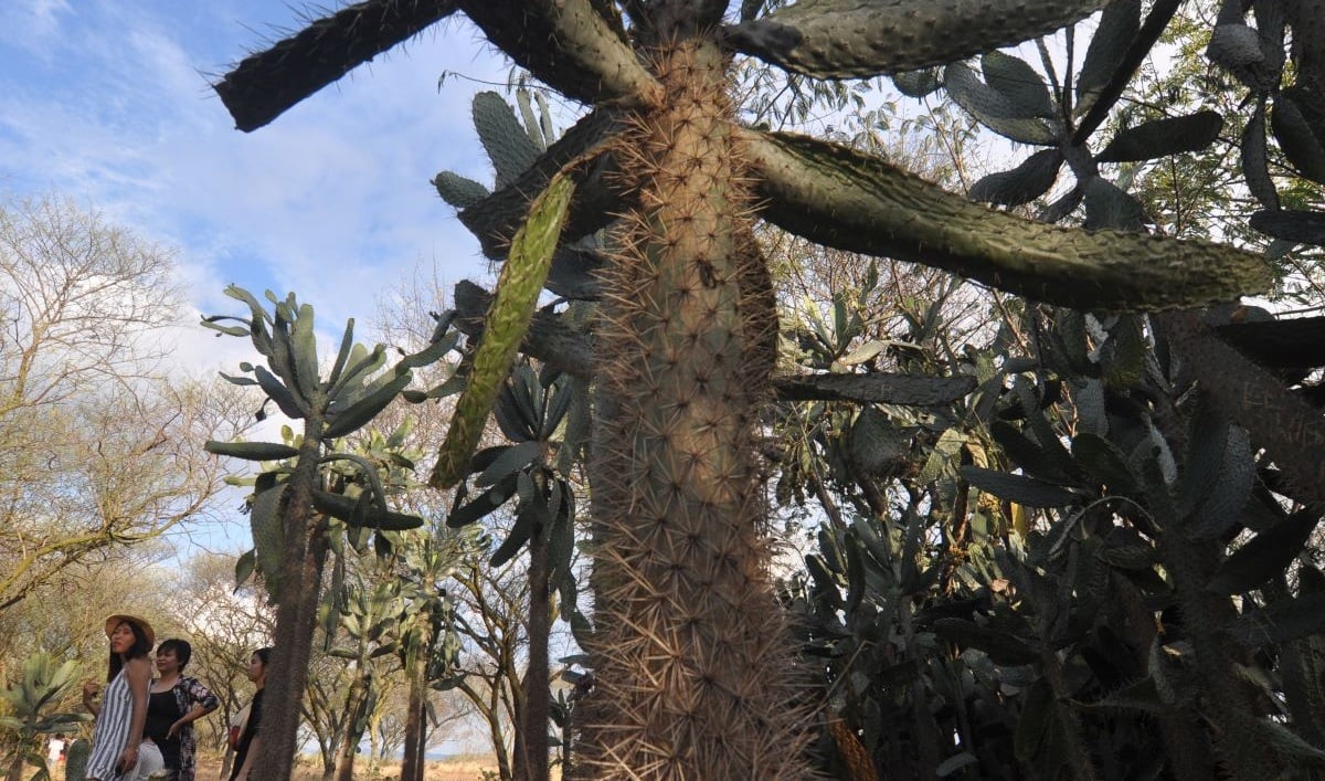Sejumlah pengunjung berada di sekitar tanaman kaktus raksasa yang tumbuh secara alami di Kawasan Hutan Kota Kaombona di Palu, Sultra.