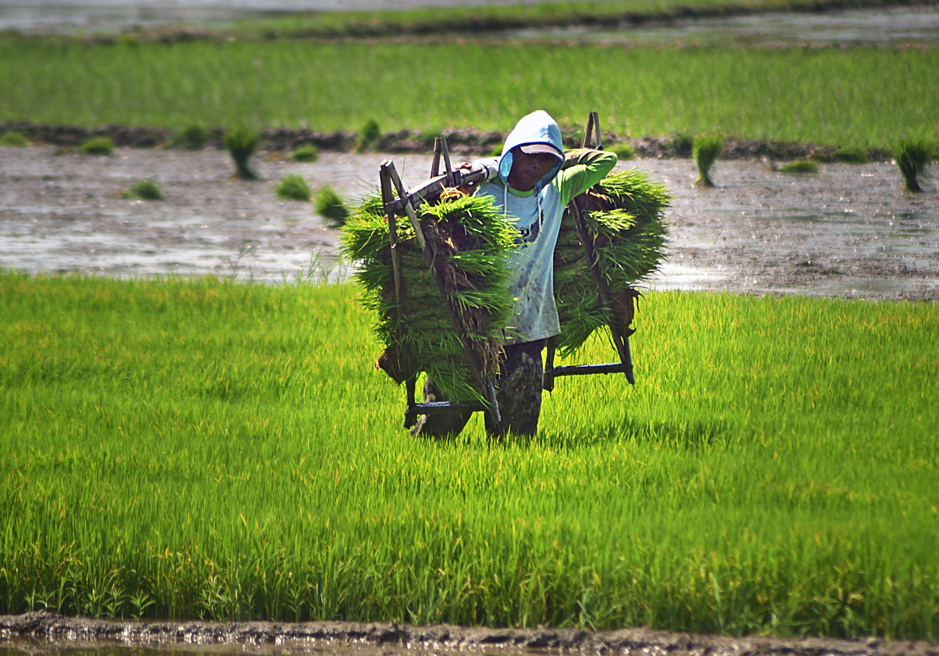 Petani mengangkut benih padi di persawahan wilayah Serang, Banten.