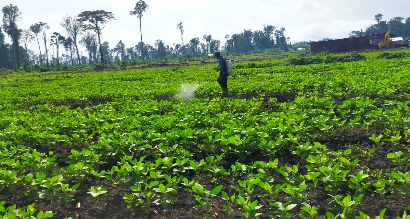 Lahan pertanian kedelai yang mulai tumbuh subur.
