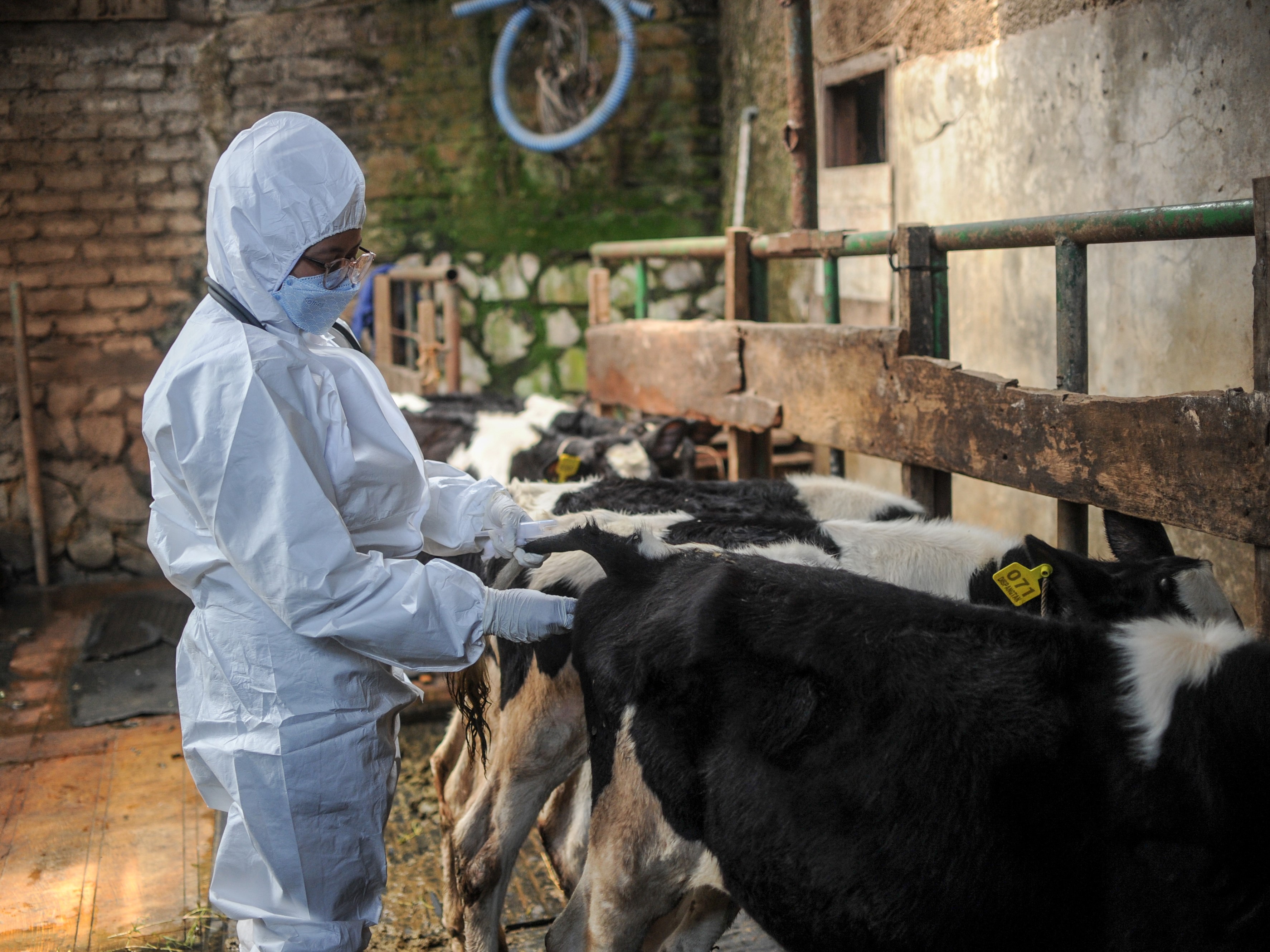 Pemerintah Targetkan Vaksinasi PMK Tahap Awal Tuntas September