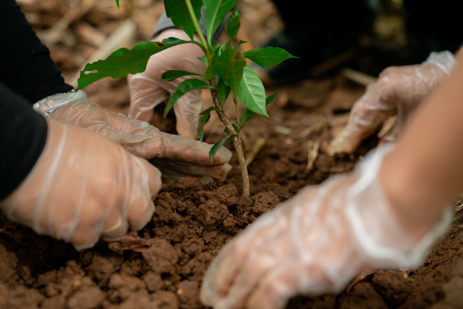 Penanaman pohon di Kaki Gunung Gede Pangrango