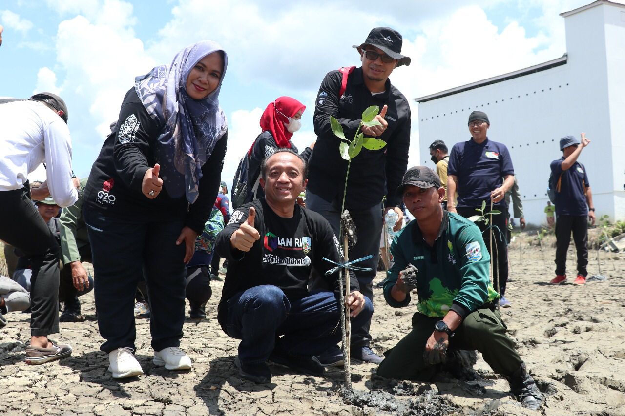 Kegiatan menanam mangrove di Kaltara