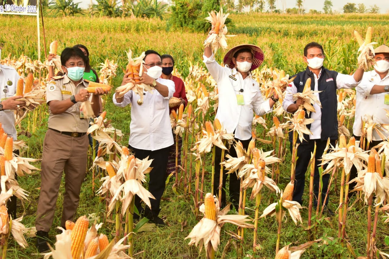 Ilustrasi program penanaman jagung