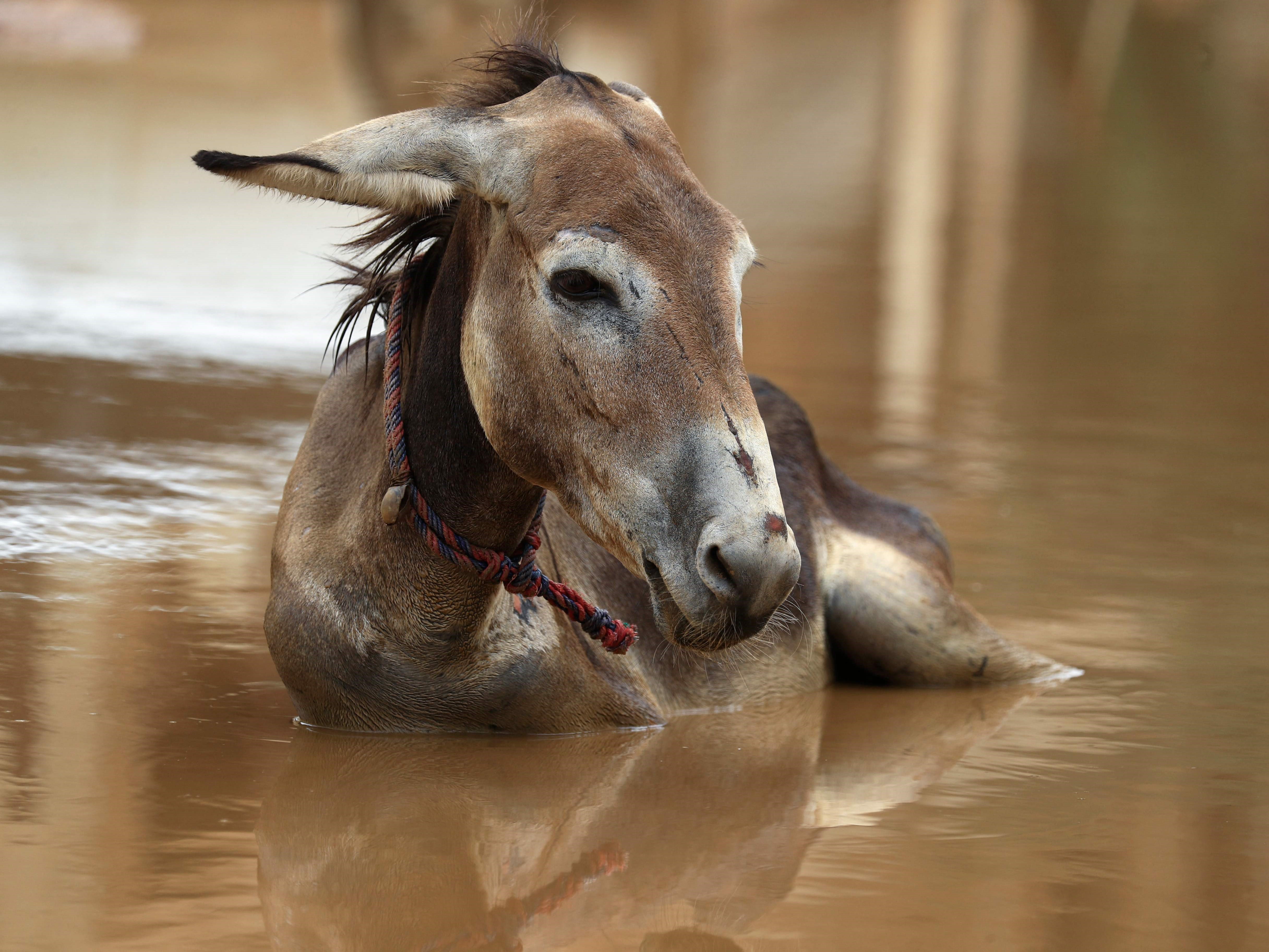 Seekor keledai duduk di genangan air setelah hujan lebat di ibu kota Sudan, Khartoum, pada 13 Agustus 2022.