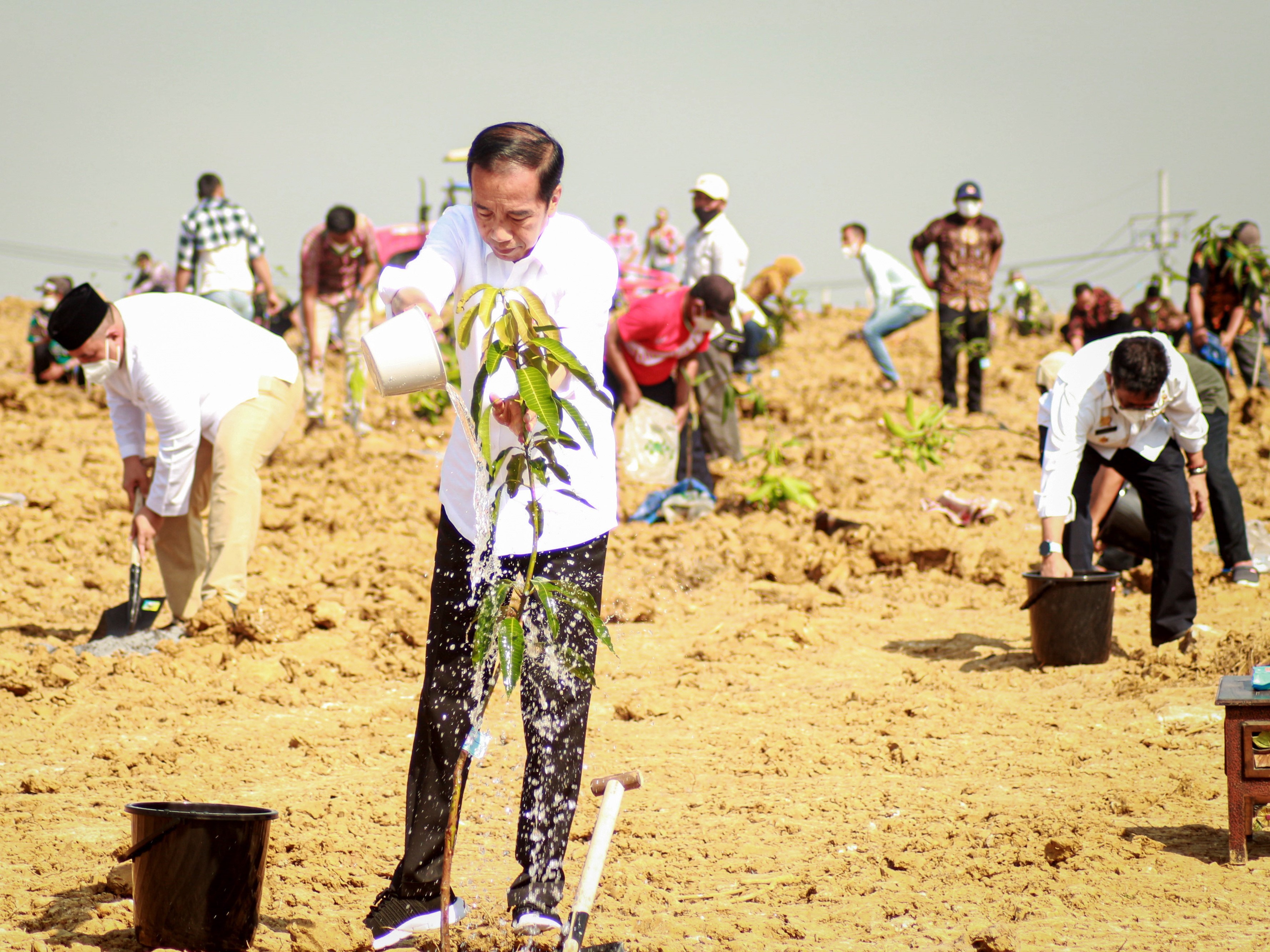 Presiden Jokowi menyiram bibit pohon mangga saat peluncuran program lumbung pangan atau food estate berbasis mangga di Gresik, Jatim.