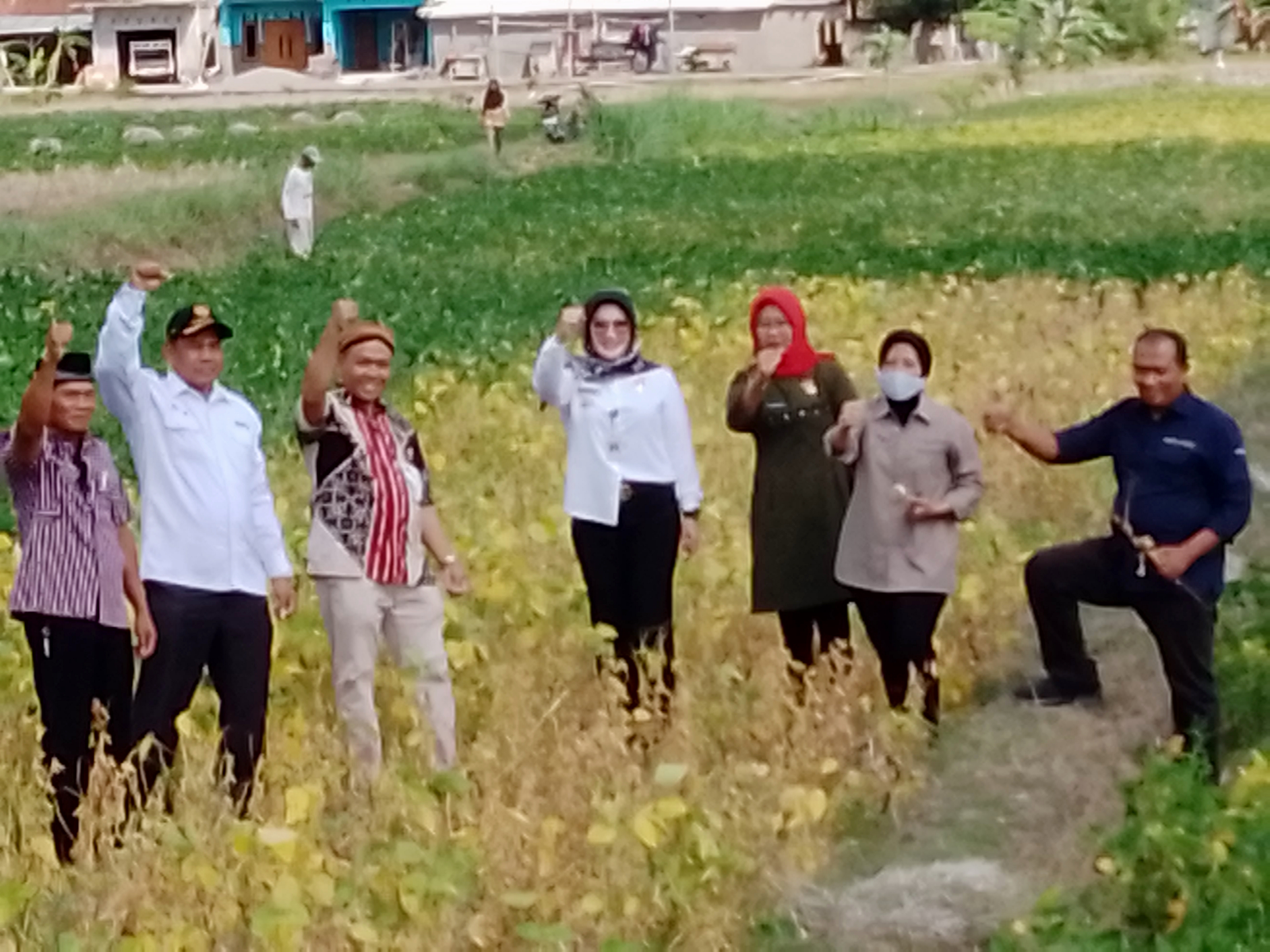 Panen raya kedelai di Klaten, Jawa Tengah