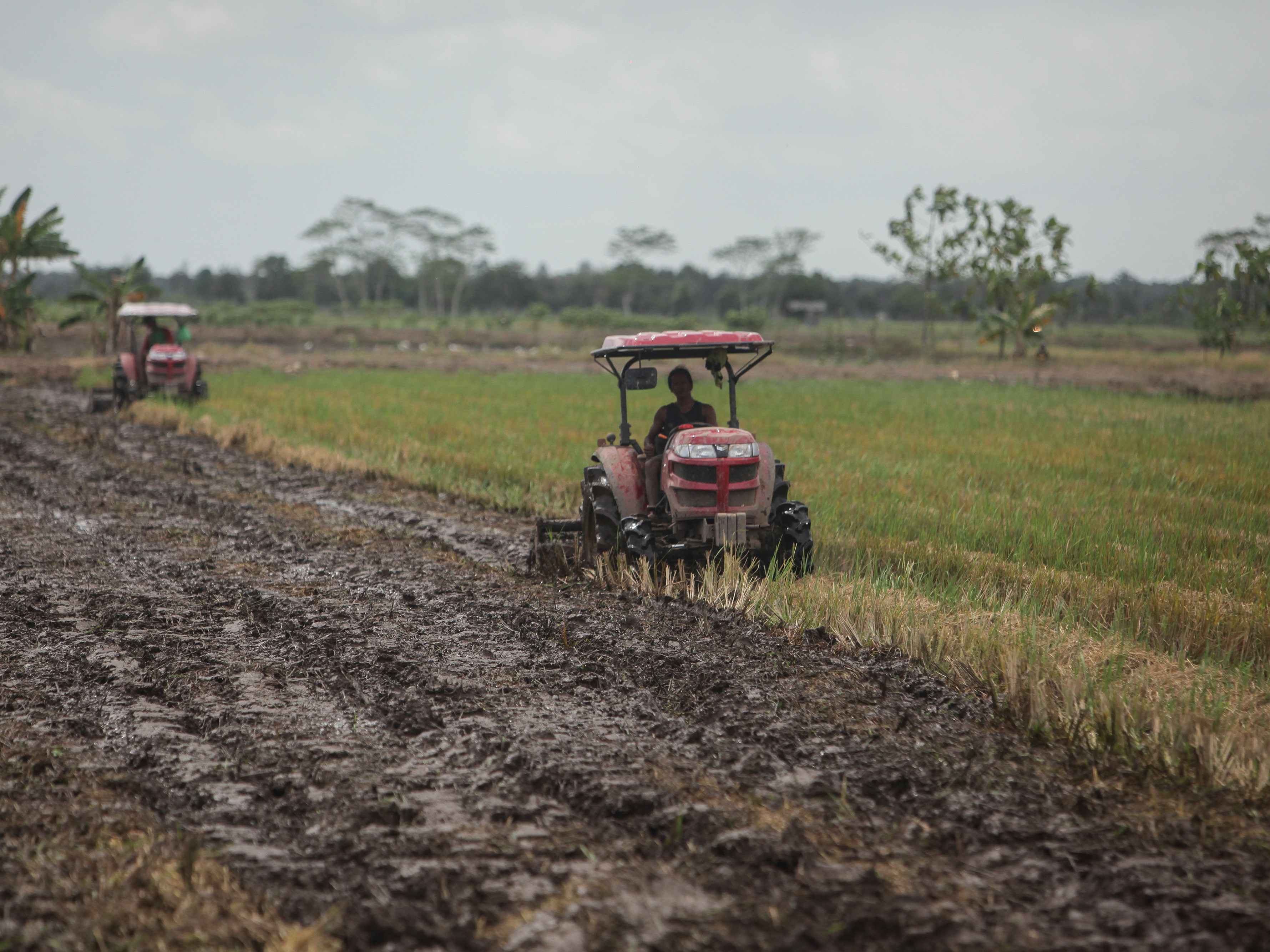 Petani membajak sawah dengan traktor bantuan pemerintah pusat di Food Estate, Desa Belanti Siam, Pulang Pisau, Kalimantan Tengah.
