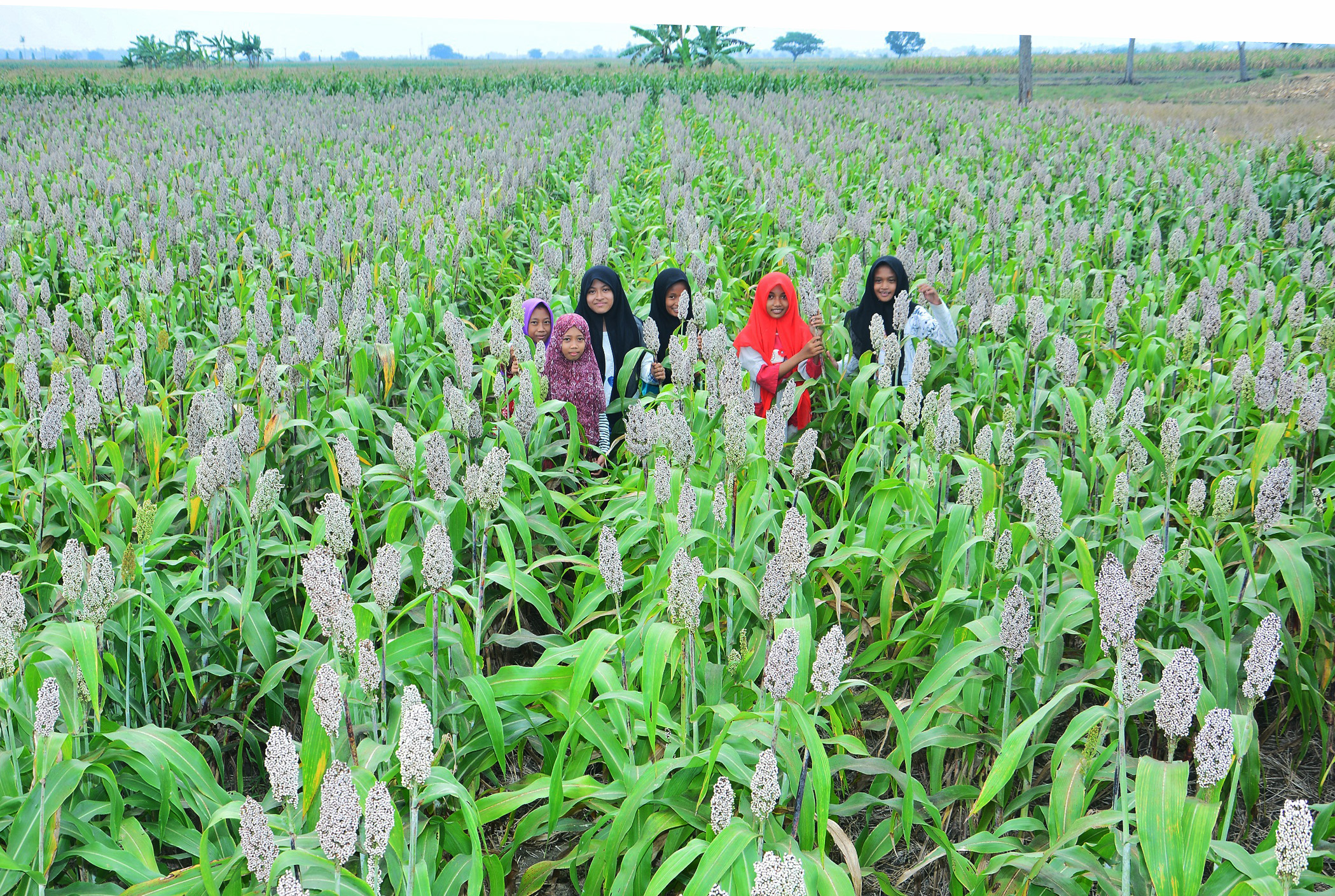 Tanaman sorgum di Desa Patihan, Kecamatan Babat, Kabupaten Lamongan, Jawa Timur.