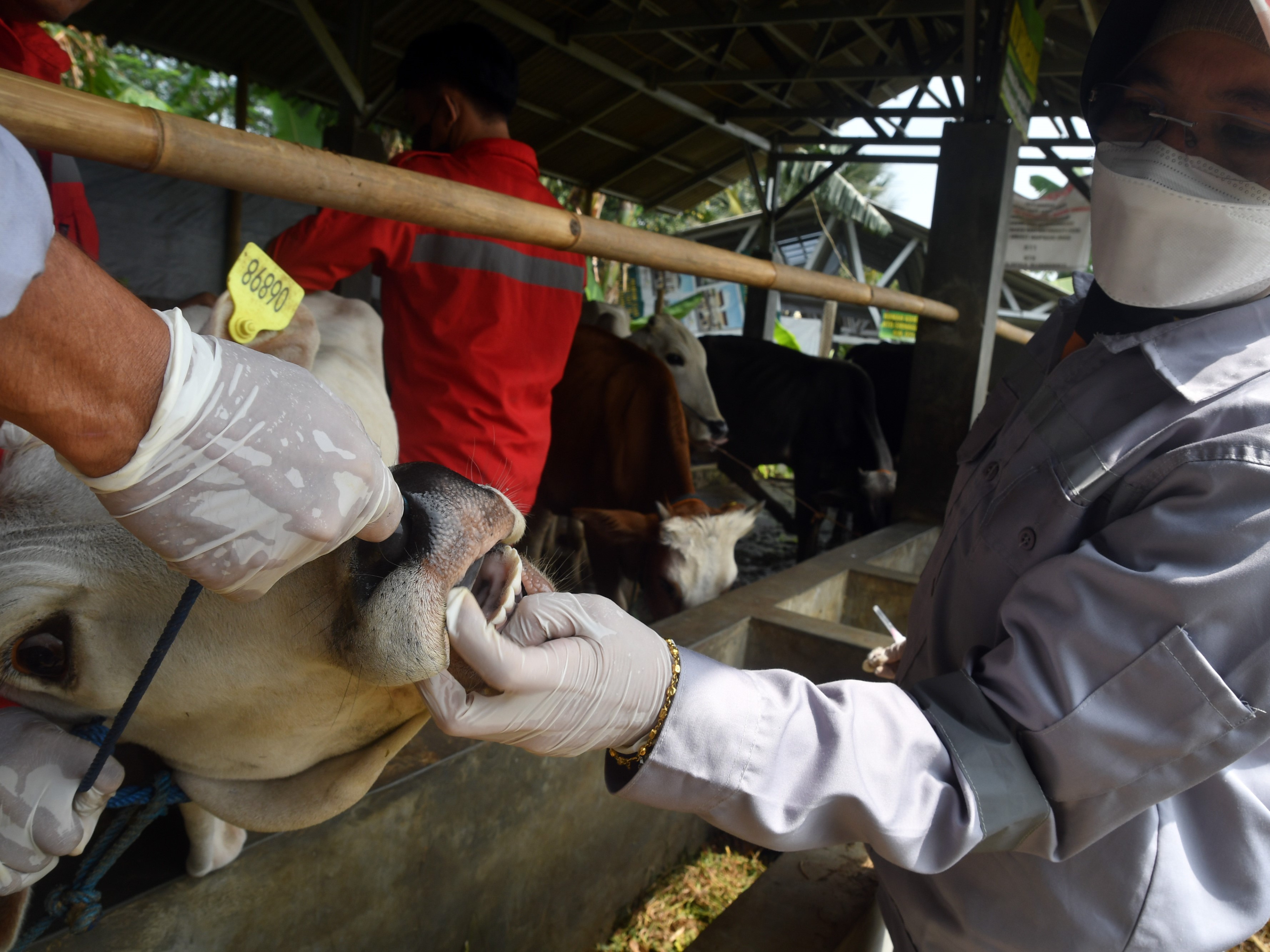 Petugas Dinas Ketahanan Pangan dan Pertanian (DKPP) Kota Bogor memeriksa kesehatan hewan ternak sapi saat vaksinasi penyakit mulut dan kuku.