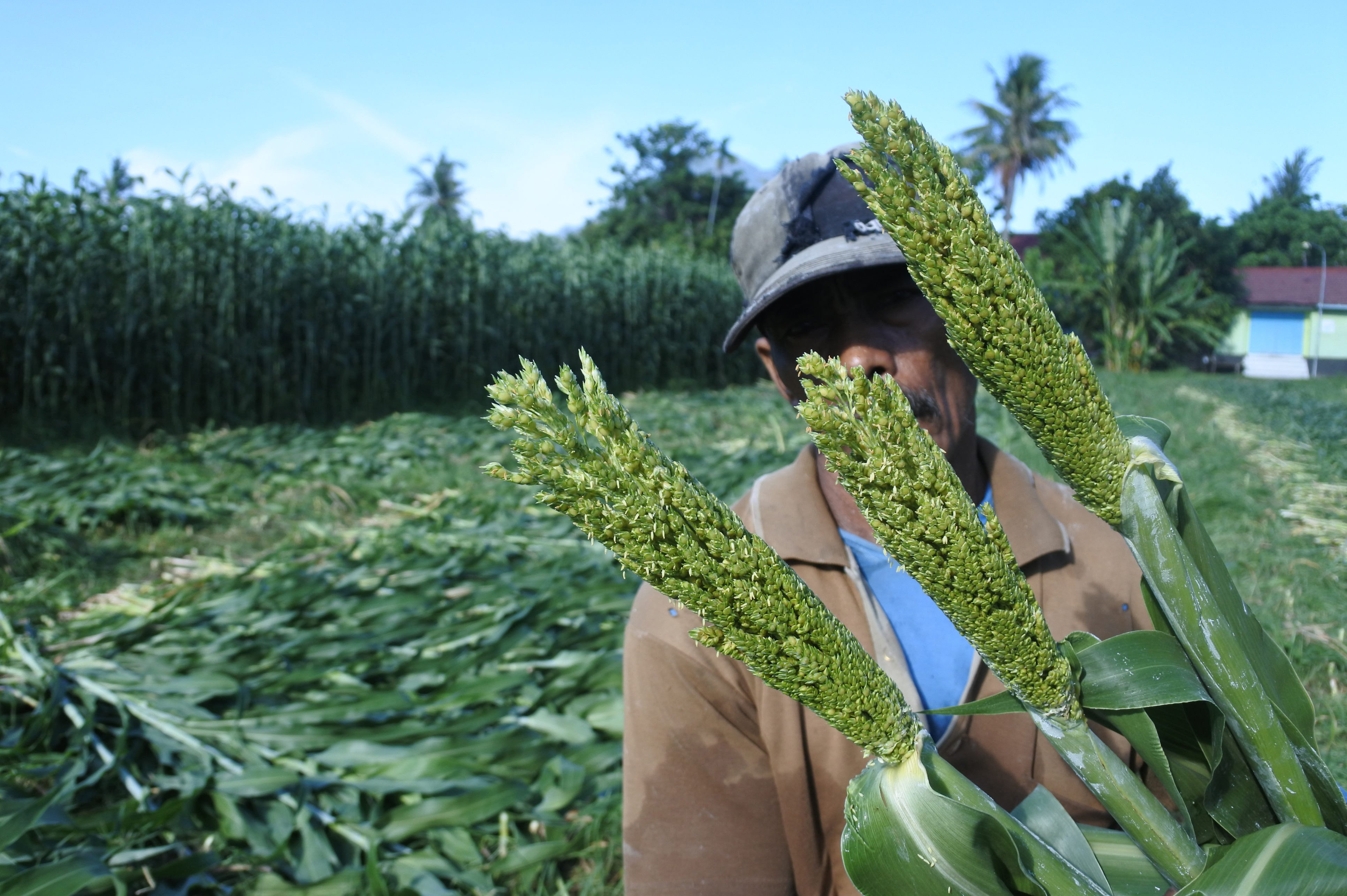 Ilustrasi: Pekerja memanen tanaman sorgum, di Desa Klatakan, Kendit, Situbondo