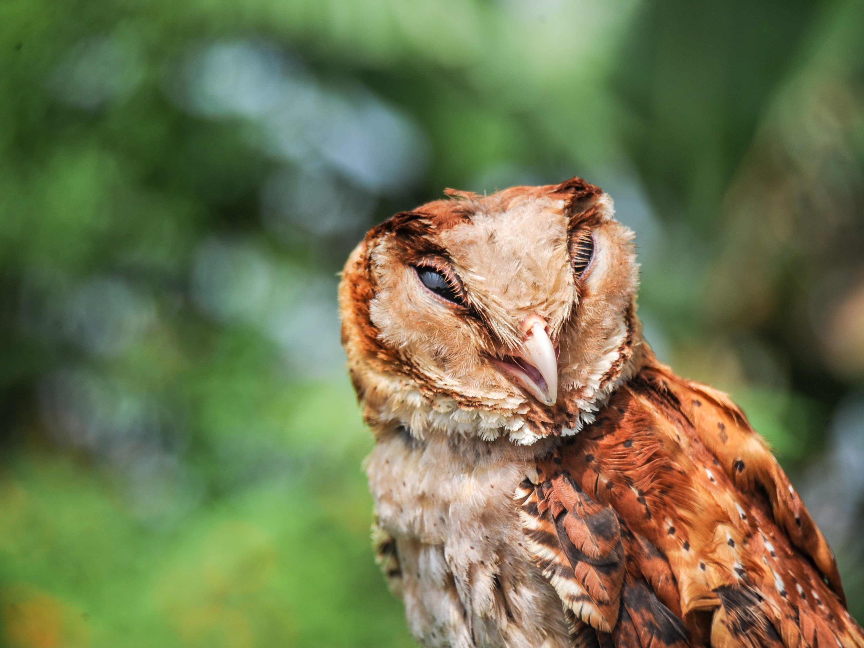 Seekor burung hantu (Stirigiformes) dilepasliarkan di Pondok Pesantren Baitul Hidayah, Desa Mandalamekar, Kabupaten Bandung, Jawa Barat.