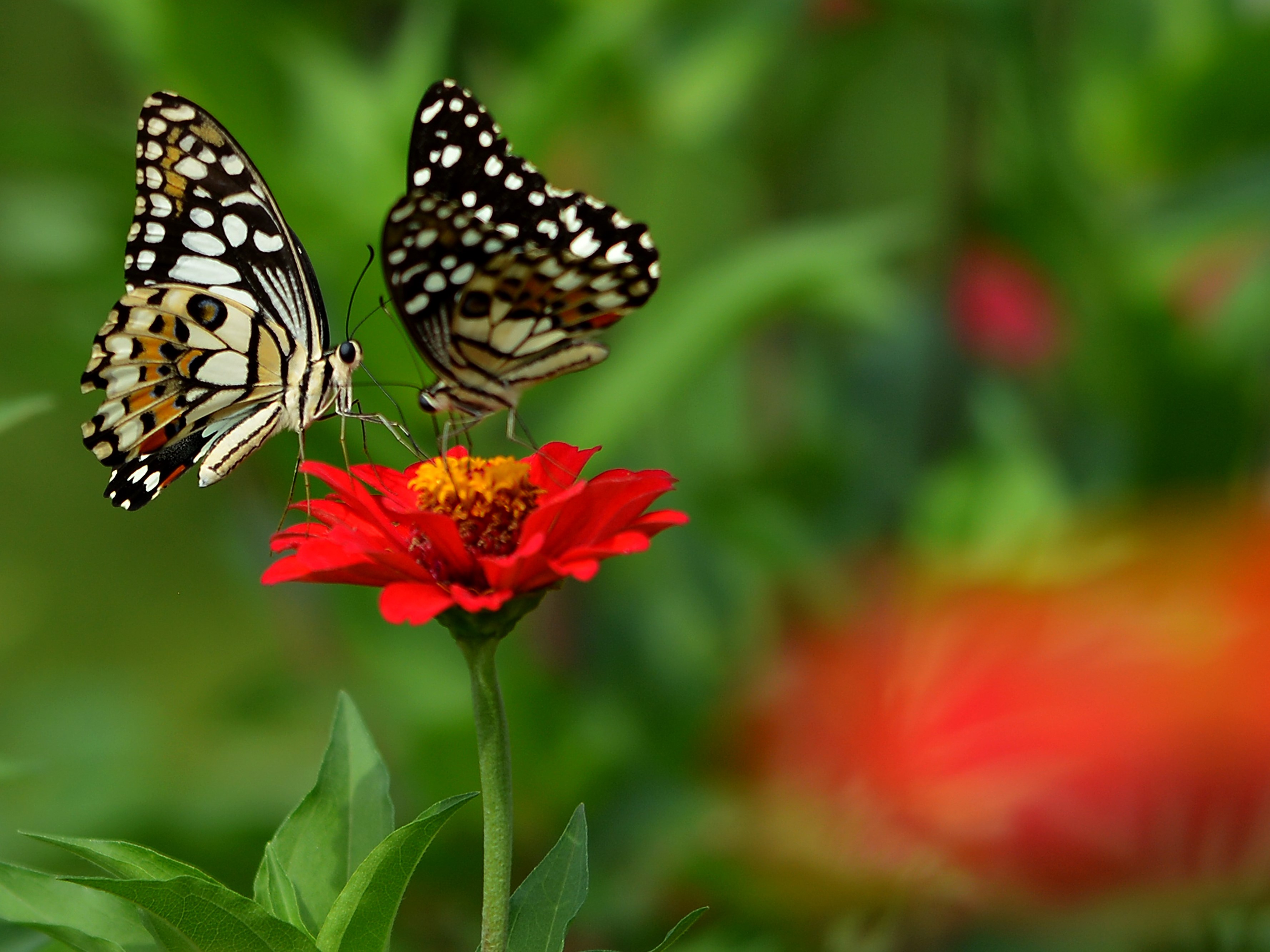 Kupu-kupu mengisap nektar atau sari bunga di halaman rumah warga Desa Jombok, Kecamatan Kesamben, Kabupaten Jombang, Jawa Timur.