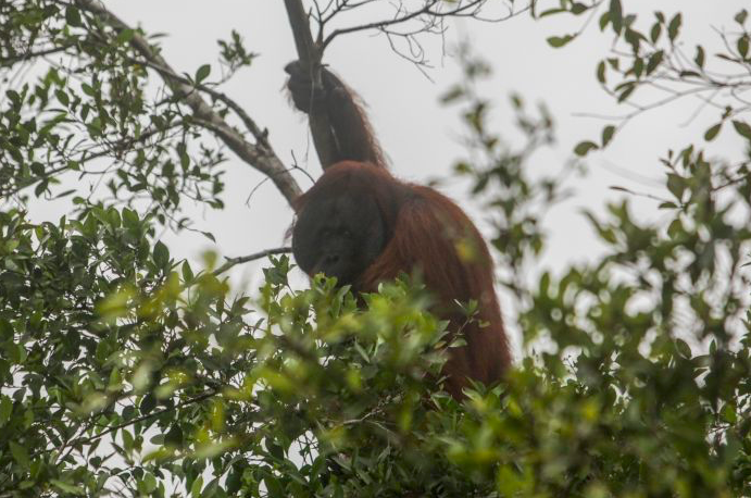 Orang utan bergelantungan di dahan pohon di kawasan Taman Nasional Tanjung Puting, Kabupaten Kotawaringin Barat, Kalimantan Tengah. 
