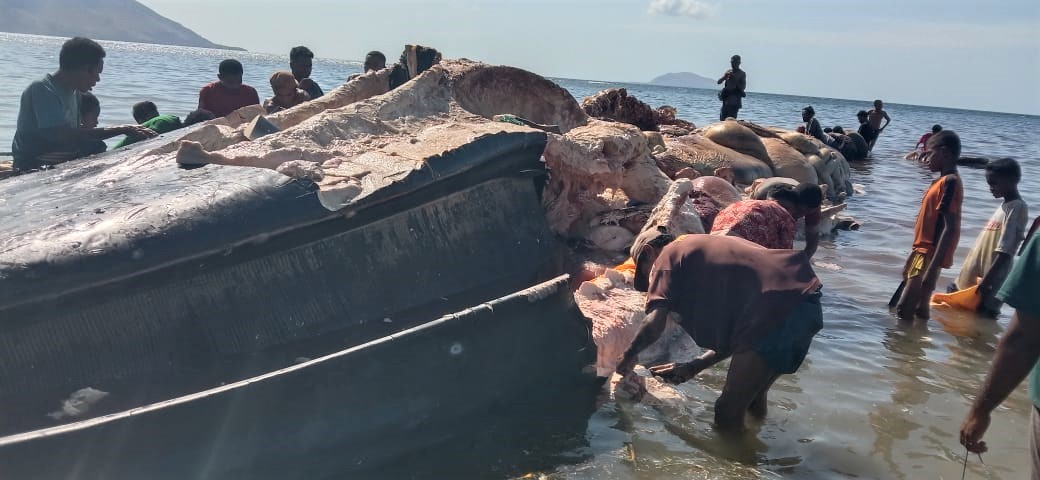Warga Desa Bagang, Pantar Tengah, Alor, NTT memotong0-motong paus biru (Balaenoptera musculus) terdampar dan mati di pesisir pantai.