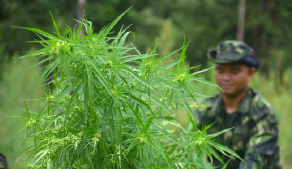 Ilustrasi - Pemusnahan ladang ganja, di Aceh Besar, Senin (22/8/2022)