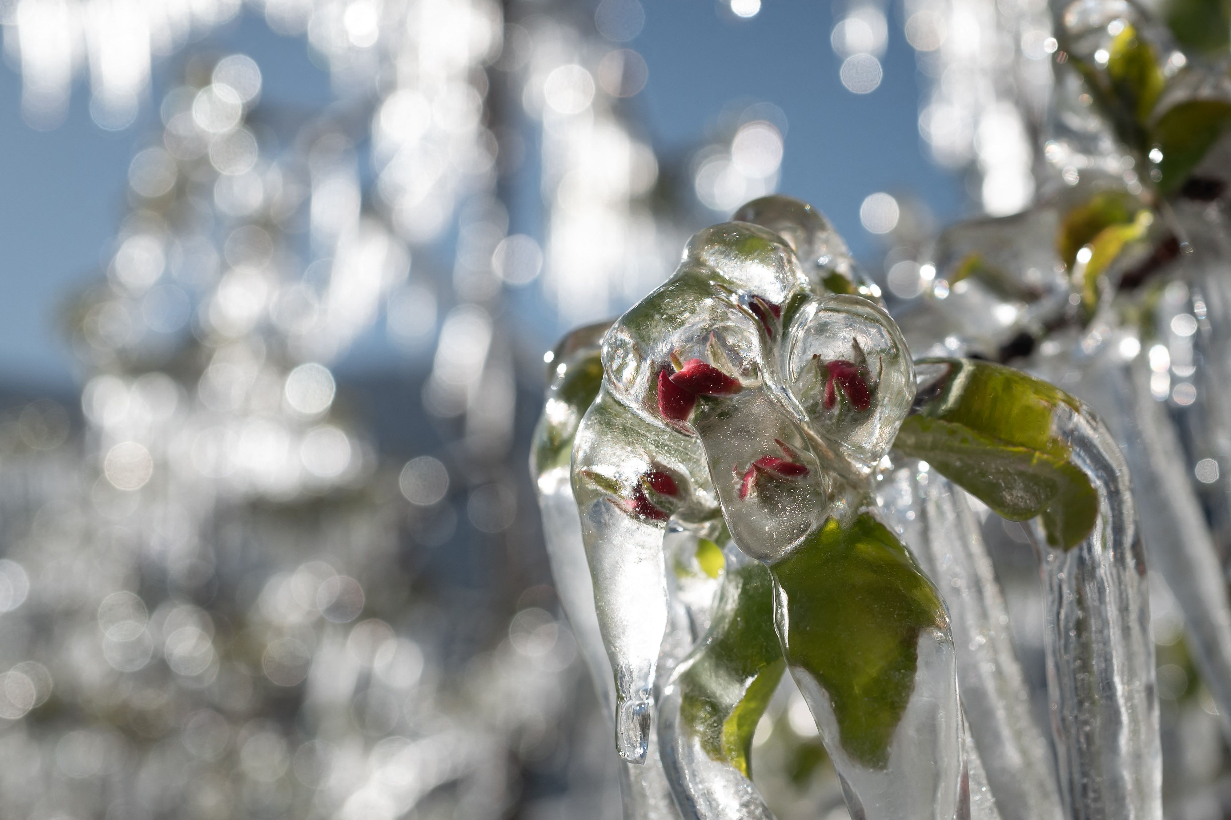 Ilustrasi embun beku.