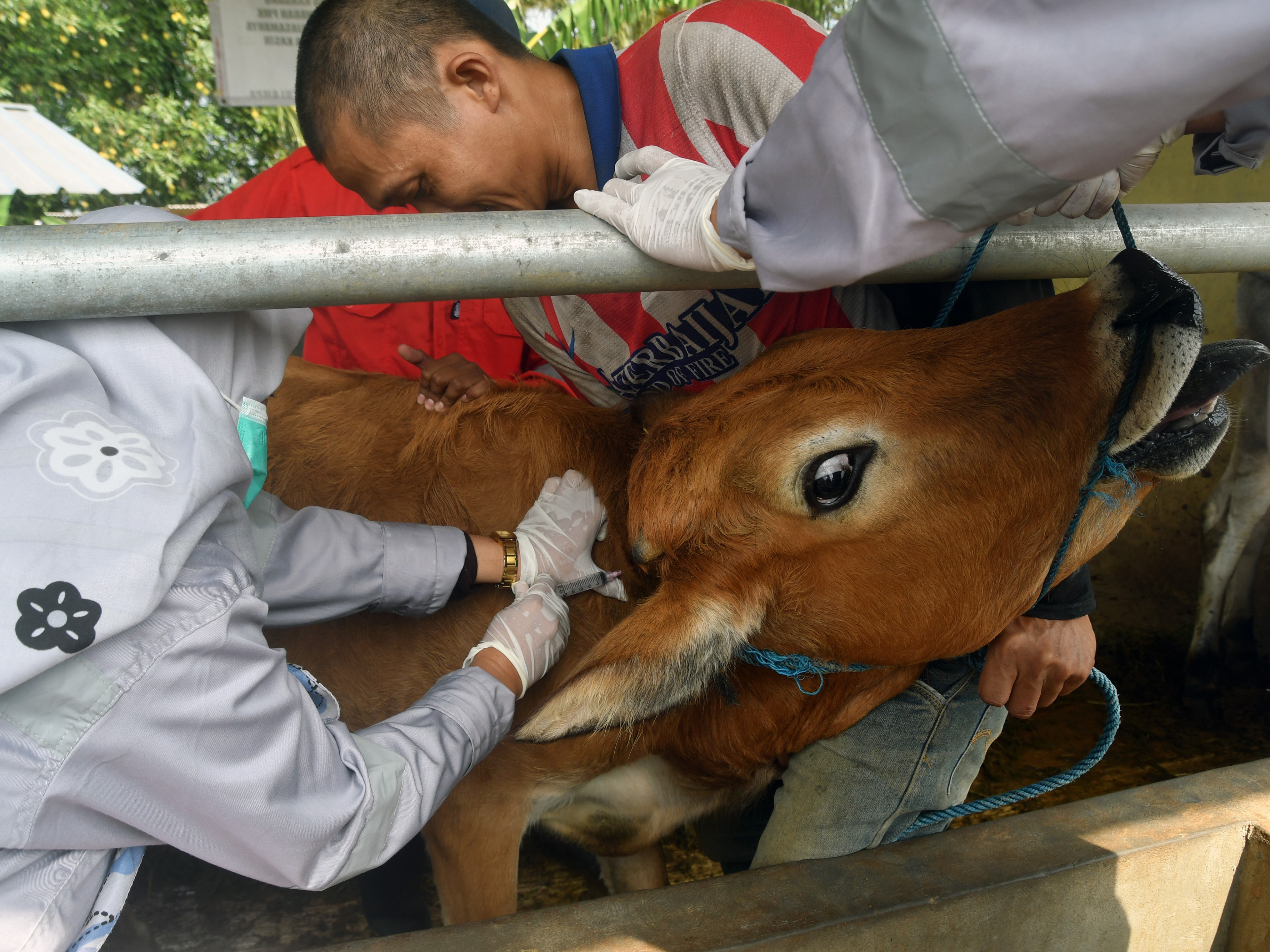Petugas Dinas Ketahanan Pangan dan Pertanian (DKPP) Kota Bogor menyuntikkan vaksin penyakit mulut dan kuku (PMK) dosis kedua kepada hewan.