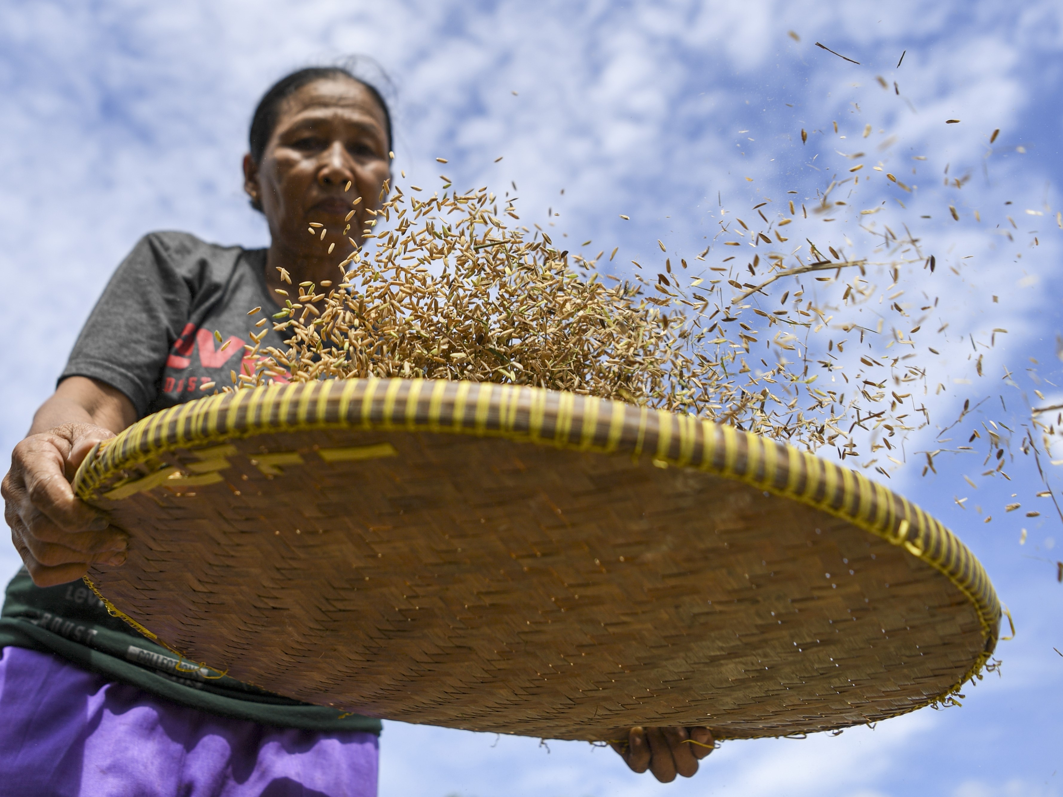  Seorang petani mengayak padi saat petugas Badan Pusat Statistik (BPS) Jakarta Utara melakukan pengubinan di areal persawahan di Rorotan, Ja