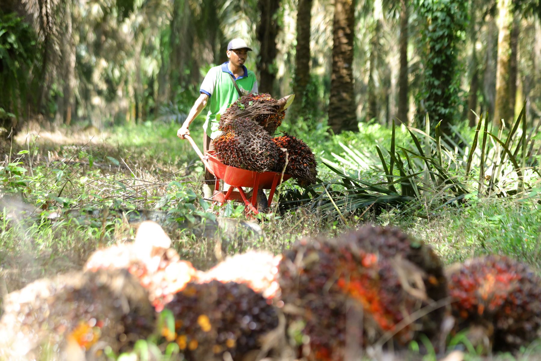Petani sawit membawa tandan buah segar kelapa sawit