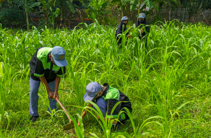 Sejumlah pelajaran SMK merawat tanaman Sorgum.