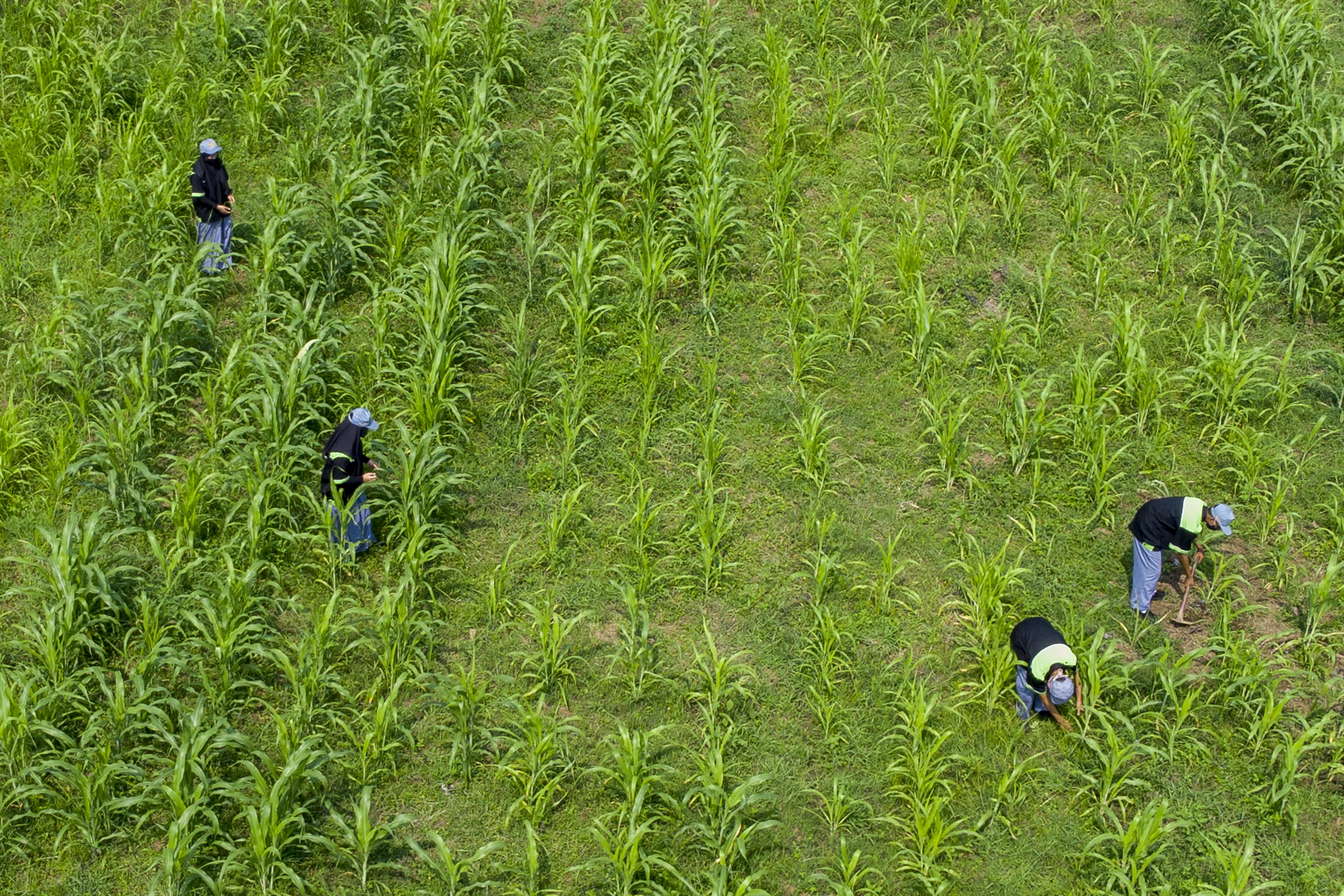 Siswa SMK merawat tanaman sorgum