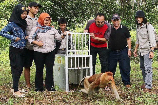 Pelepasliaran bekantan ke alam habitatnya di Pulau Curiak, di Kecamatan Anjir Muara, Kabupaten Barito Kuala, Kalimantan Selatan. 